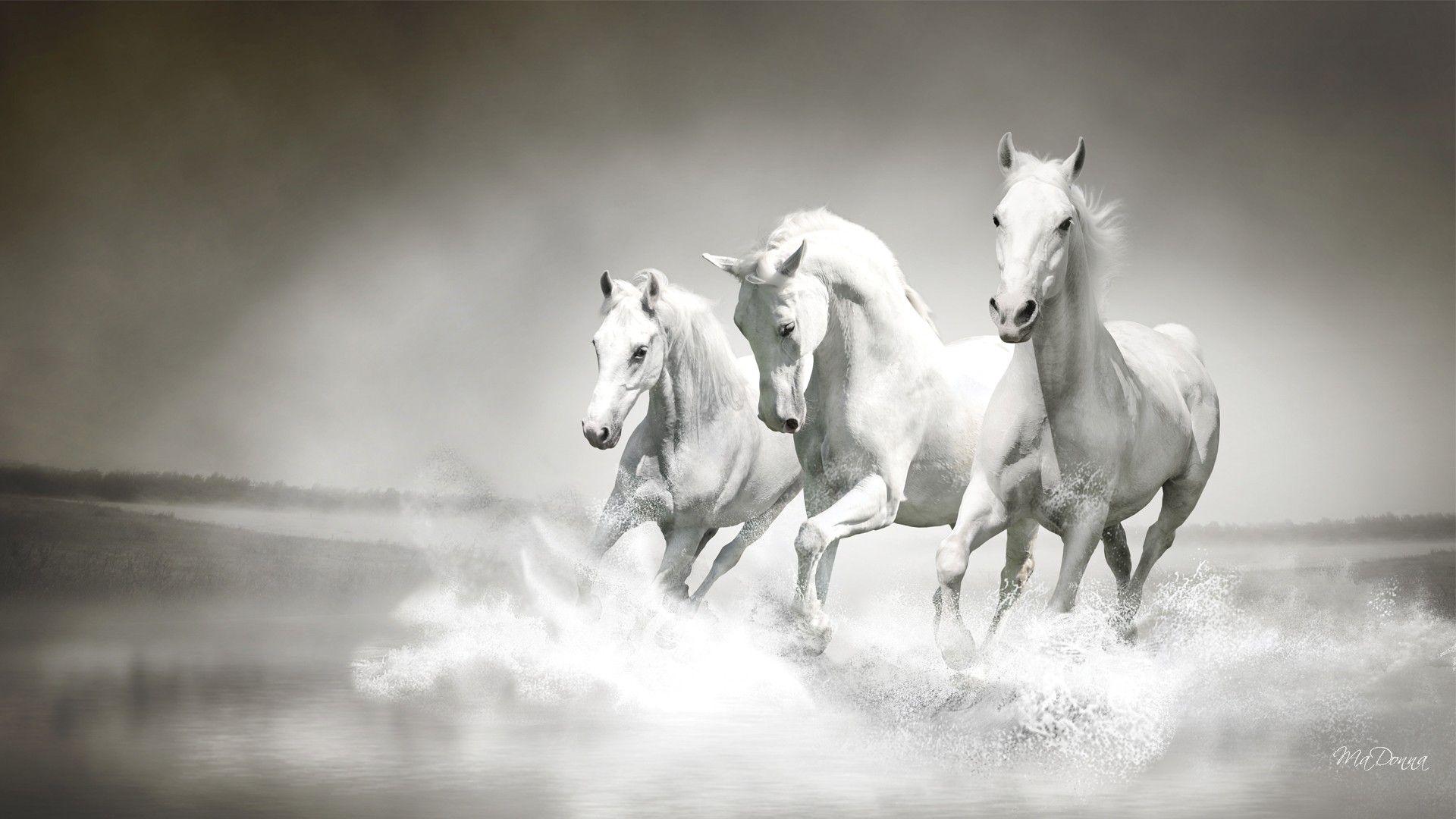 1920x1080 White Horse Full HD Wallpaper HD Wallpaper
