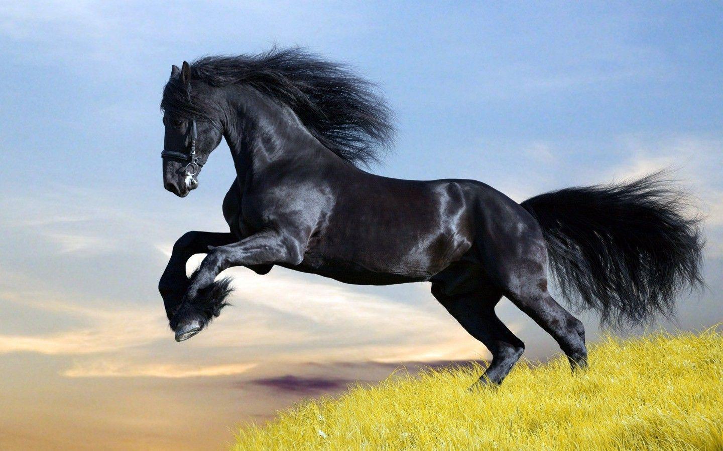 1440x900 animals, Horse, Dark Horse Wallpaper HD / Desktop and Mobile Background
