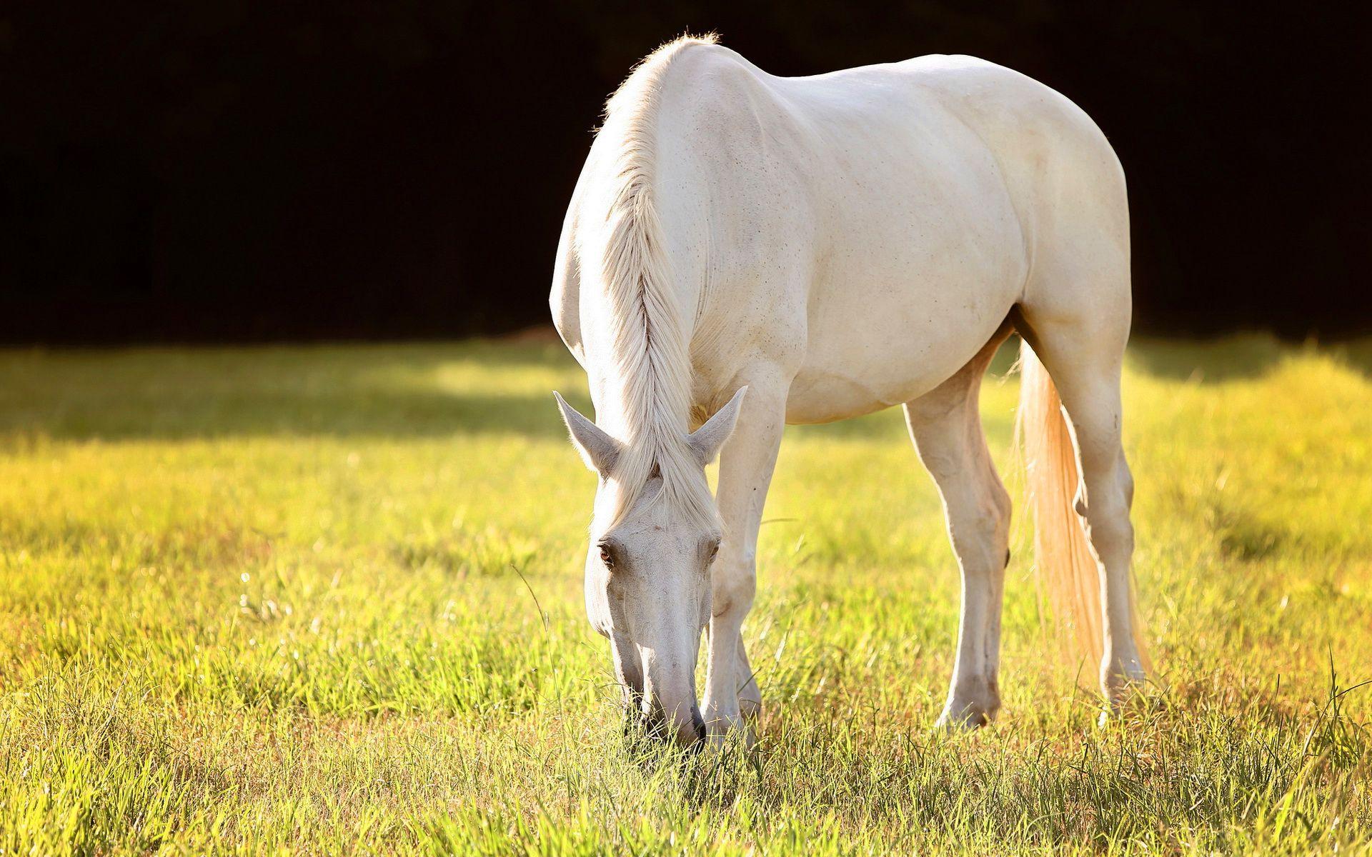1920x1200 White horse HD
