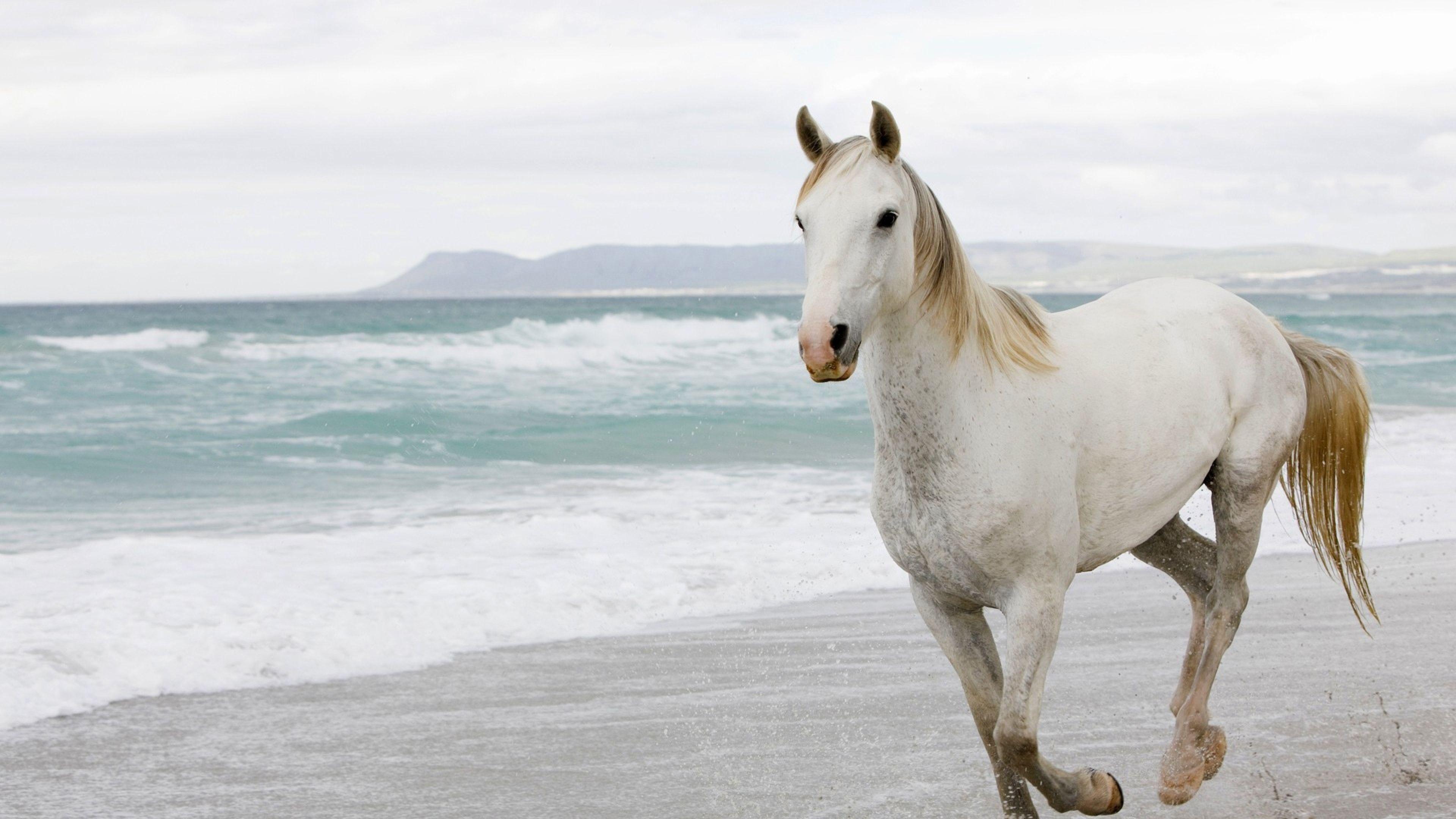 Grab Free White Horse Wallpaper Hd 4k