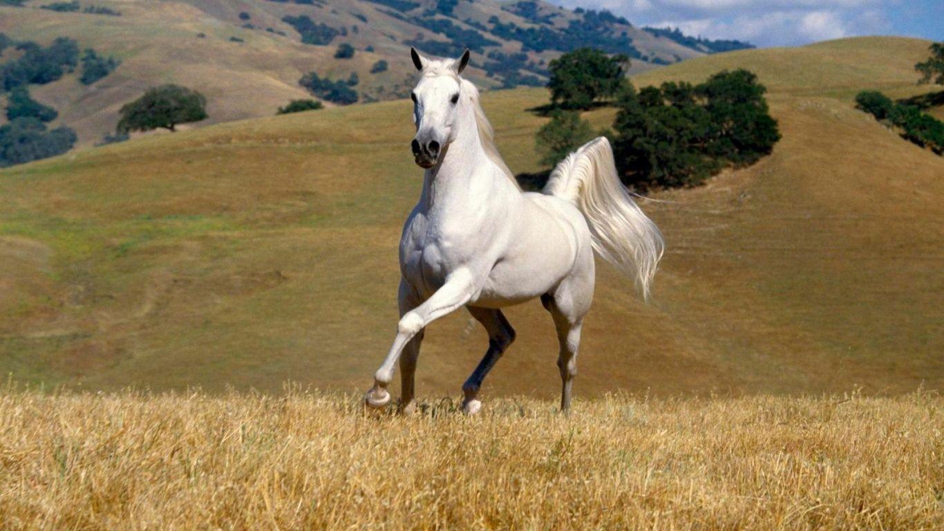 1366x768 Running White Horse Widescreen Hd (JPEG Resim, 1366 × 768 Piksel) Ölçek: %79. Horses, Horse Wallpaper, Photohopped Animals