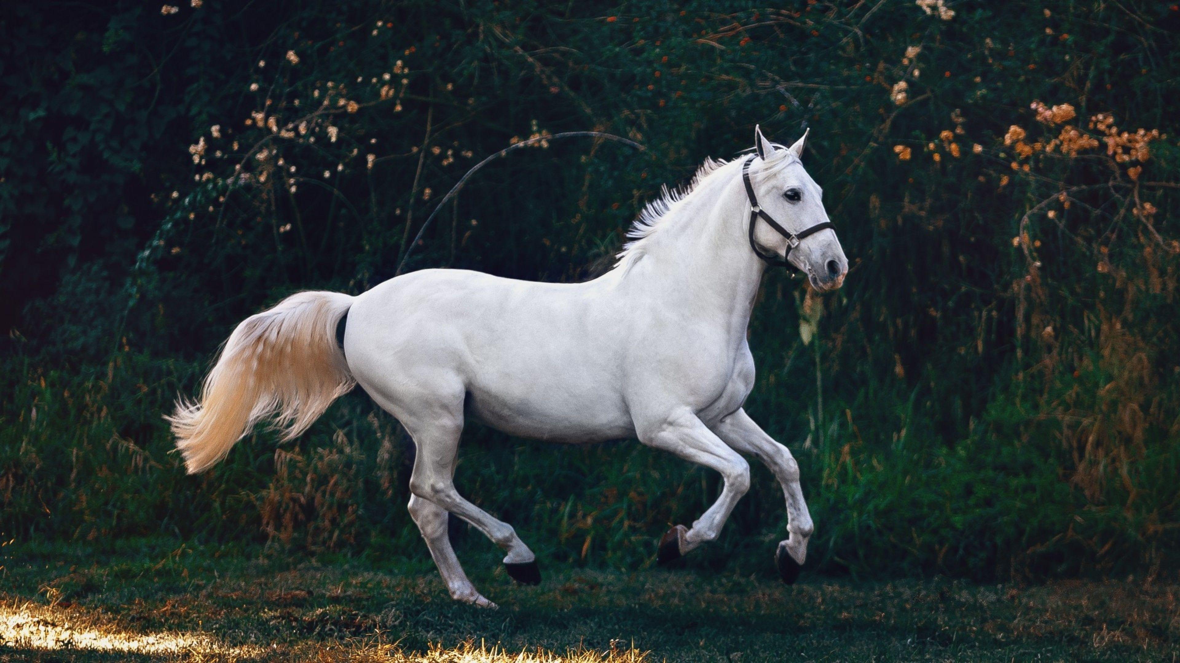 3840x2160 Playful white horse HD Wallpaper 4K Ultra HD