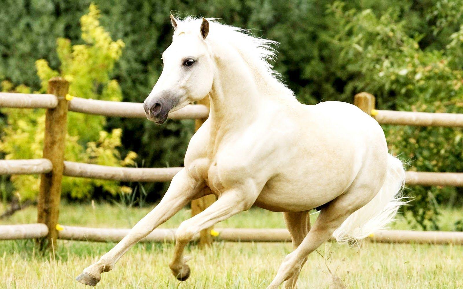 1600x1000 Free download White Horses HD Wallpaper Desktop Wallpaper [1600x1000] for your Desktop, Mobile & Tablet. Explore White Horse Wallpaper. Horse Wallpaper For Computer, Black and White Horse Wallpaper, Horse