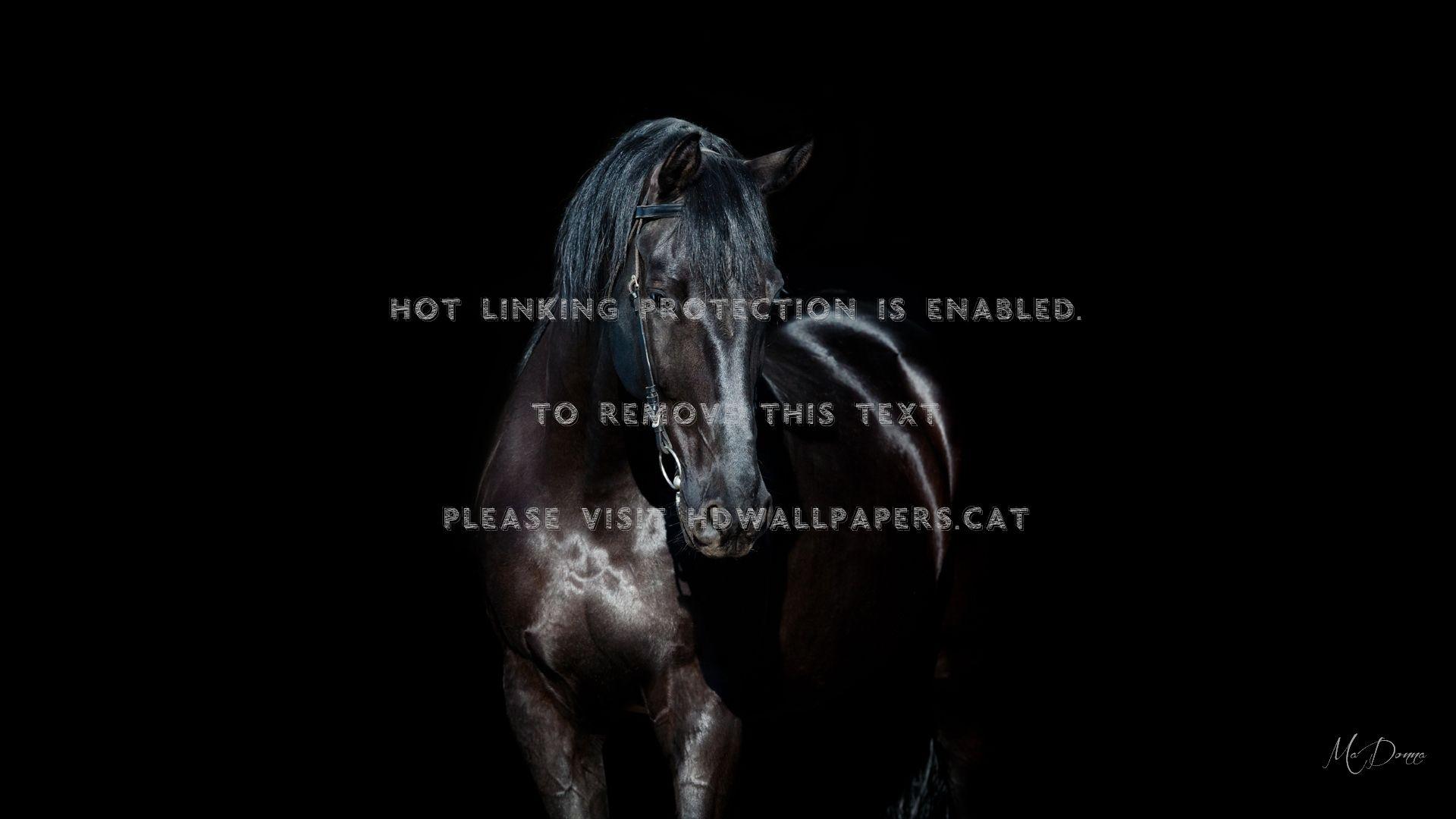 1920x1080 black stallion dark horse beauty firefox