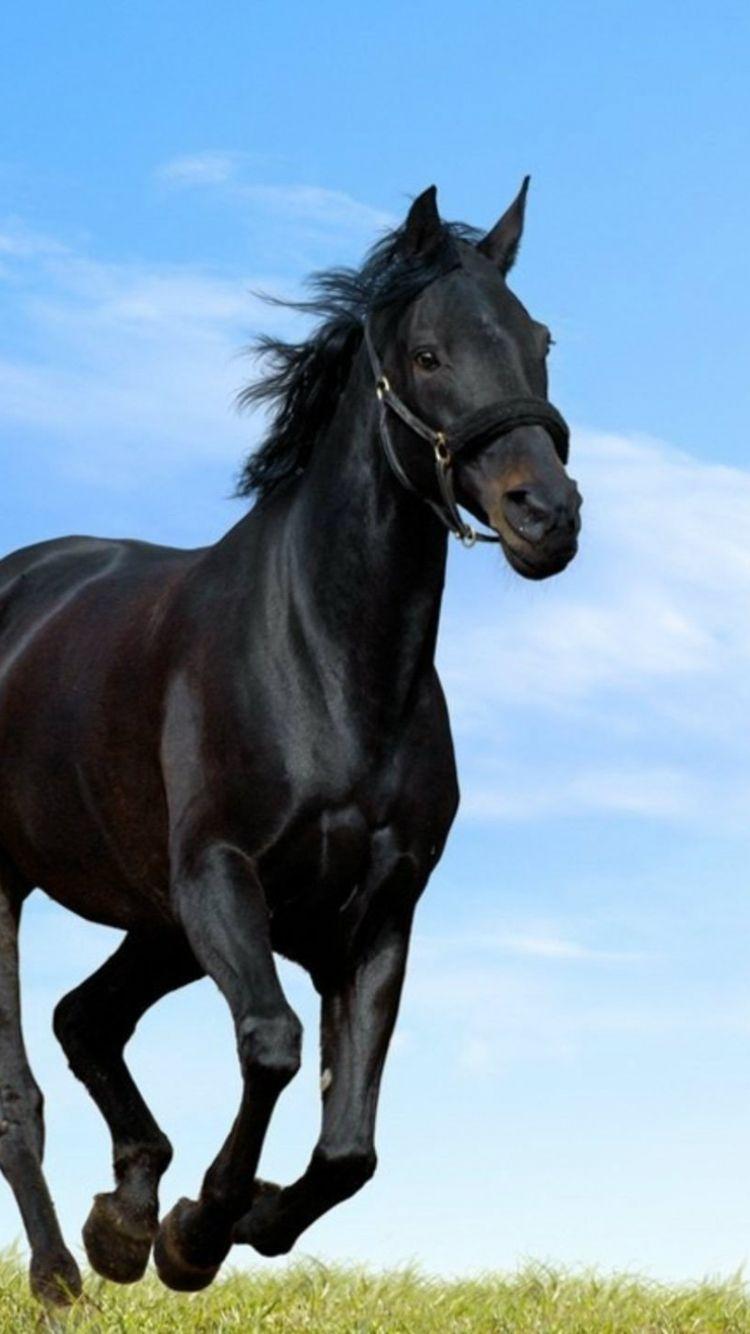 750x1334 Free download Black Horses HD Wallpaper Horse Desktop Wallpaper HD [1920x1440] for your Desktop, Mobile & Tablet. Explore Horse Wallpaper. Free Horse Wallpaper, Beautiful Horses Wallpaper, Horse Wallpaper for Bedrooms