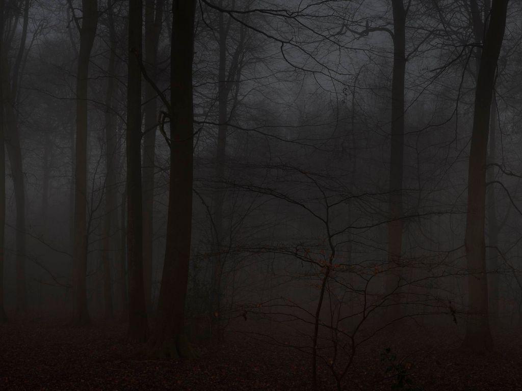 1024x768 Woods 4K wallpaper for your desktop or mobile screen free and easy to download
