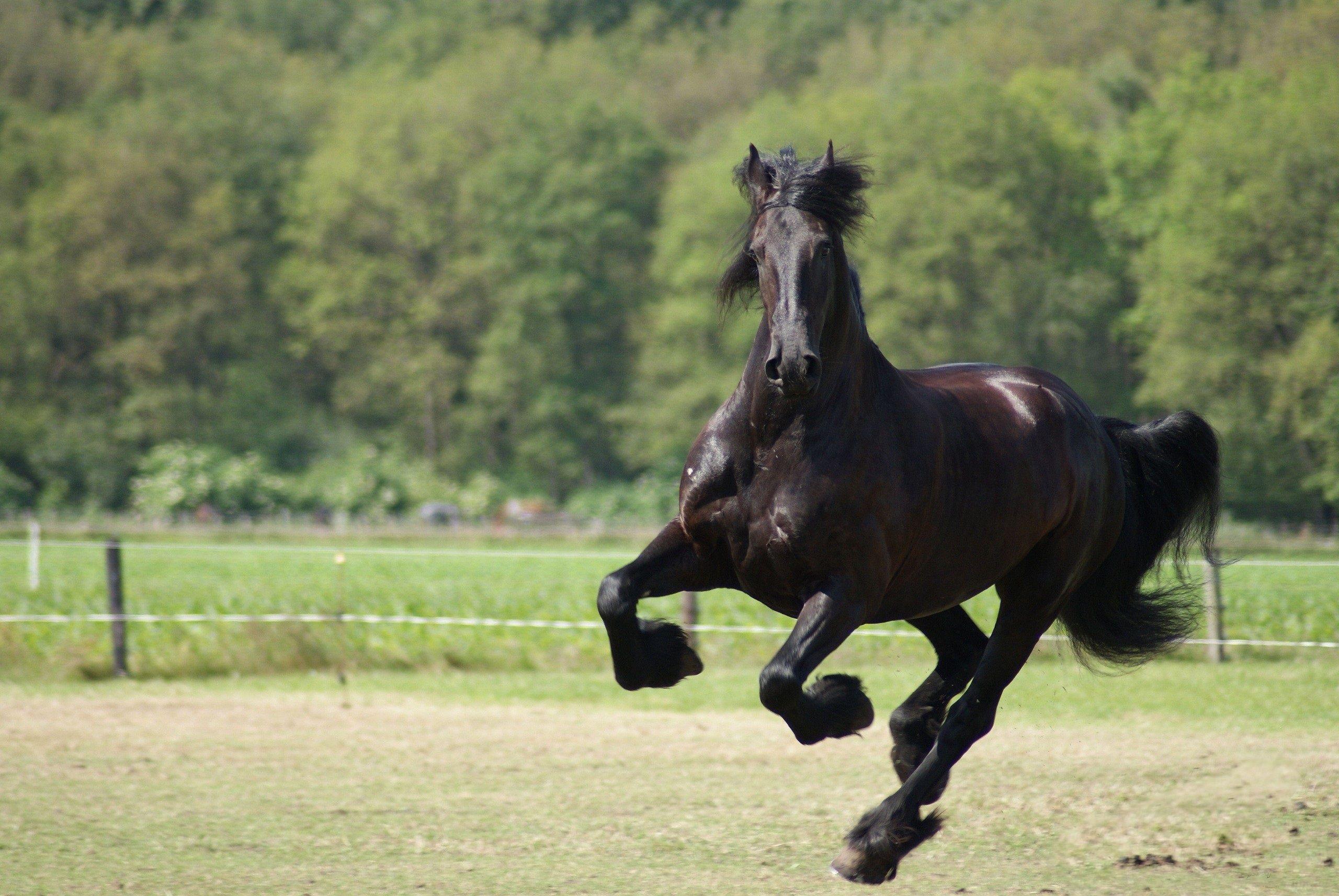 2560x1713 Black Horse 32519 2560x1713px
