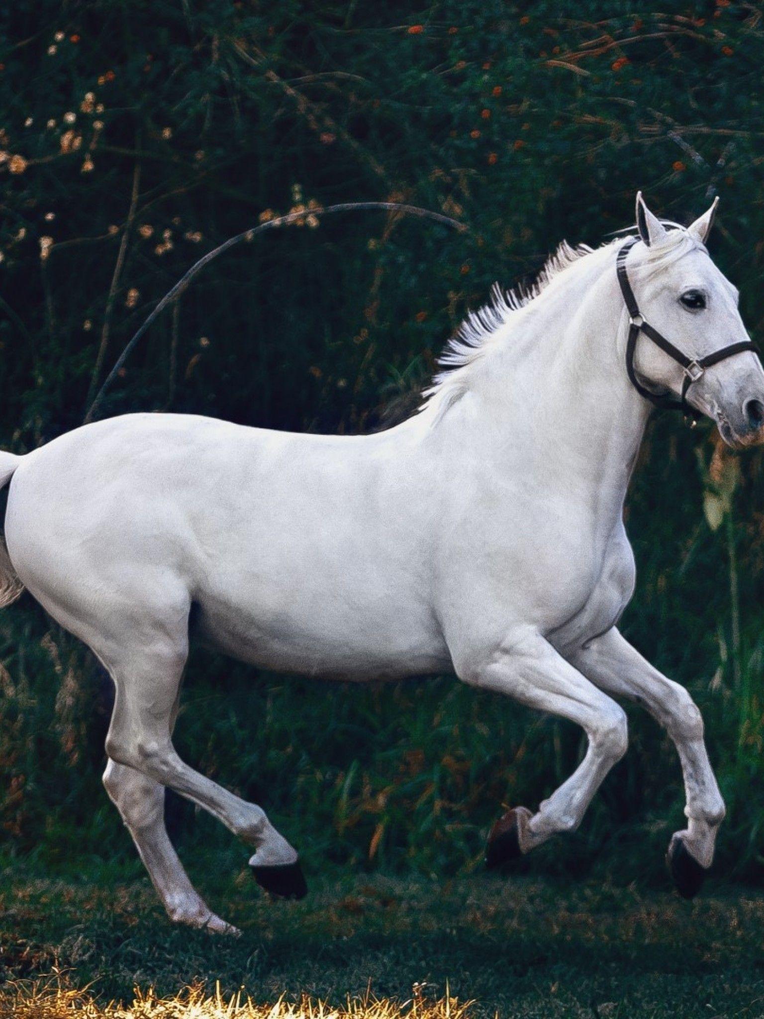 White Horse HD Wallpapers Top Free White Horse HD Backgrounds