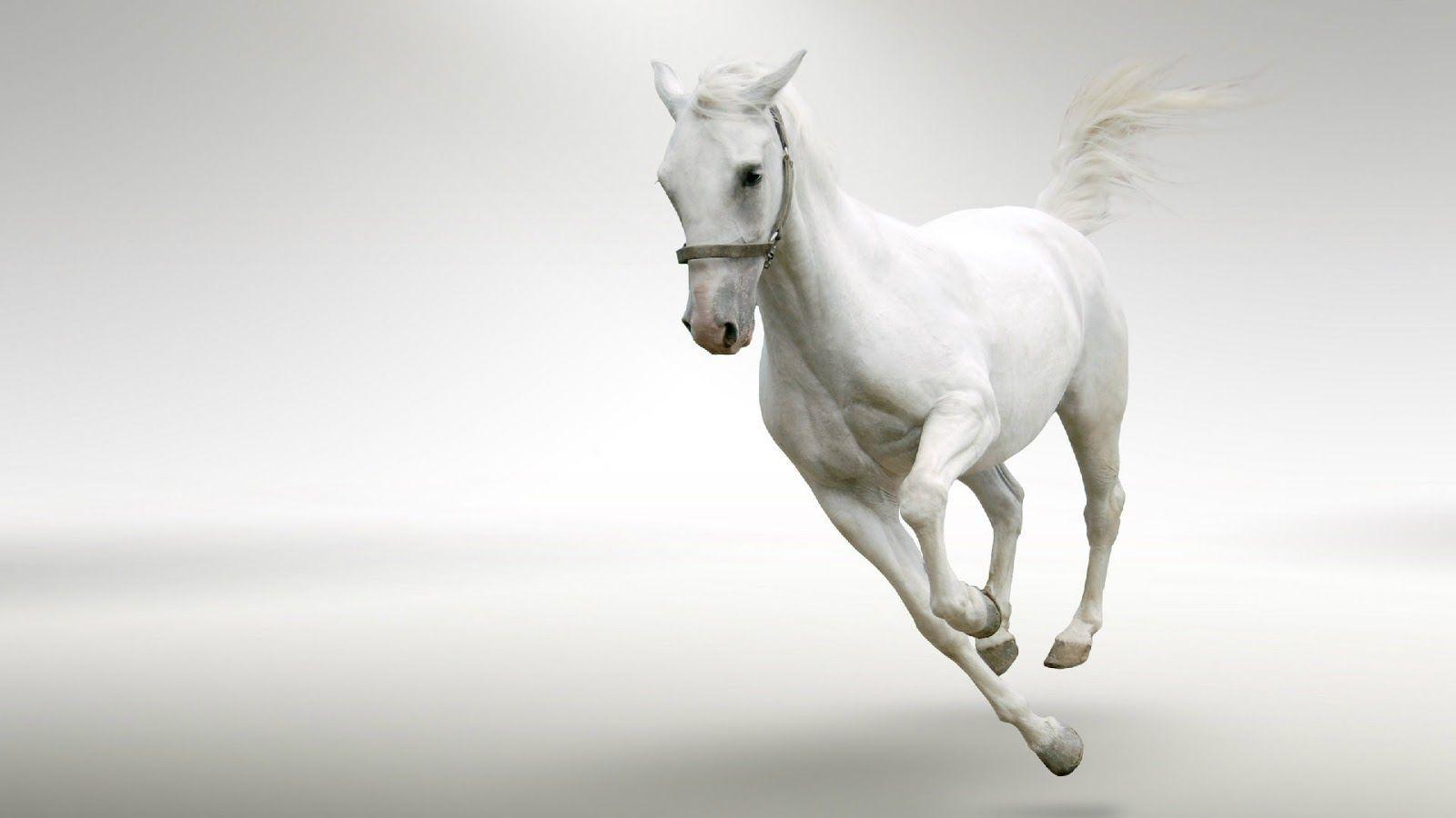 1600x900 White Horse Wallpaper. All HD Wallpaper Gallery