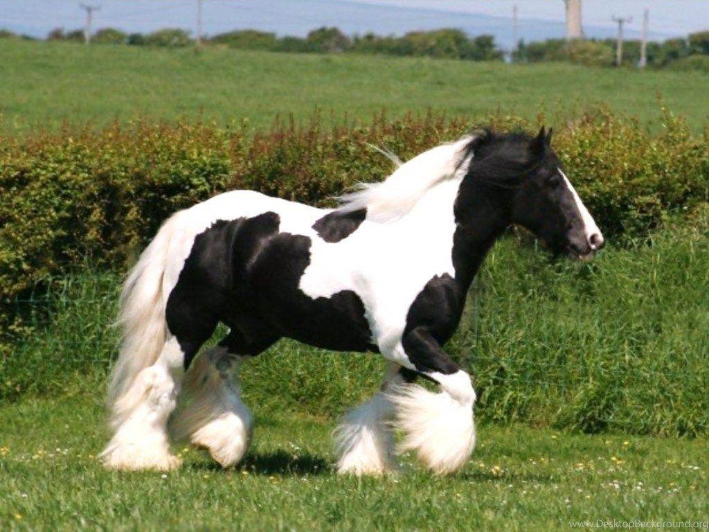 1024x768 Picture Of Black And White Horses HD Wallpaper Pretty Desktop Background