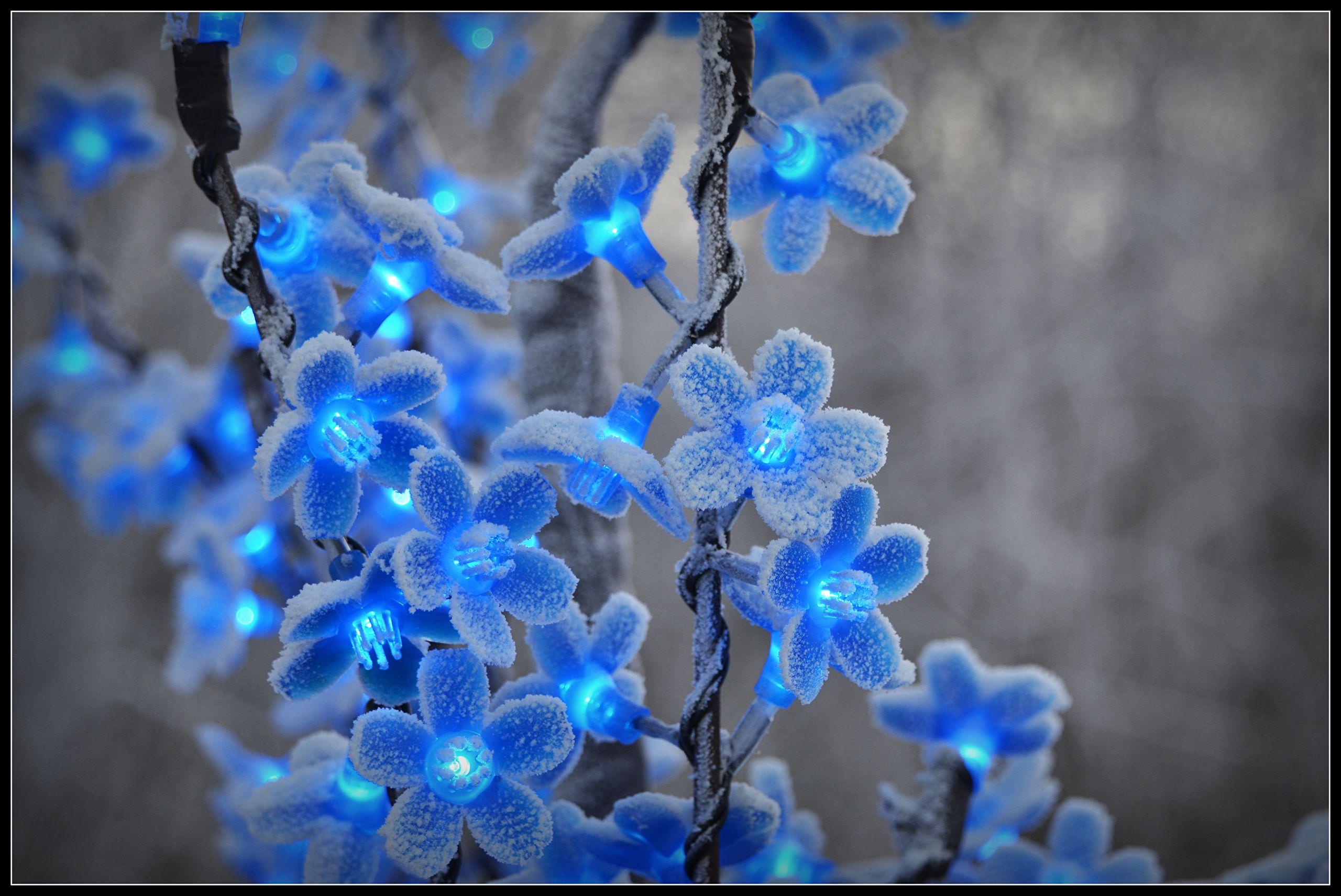 2560x1711 Flower Fairy Wallpaper