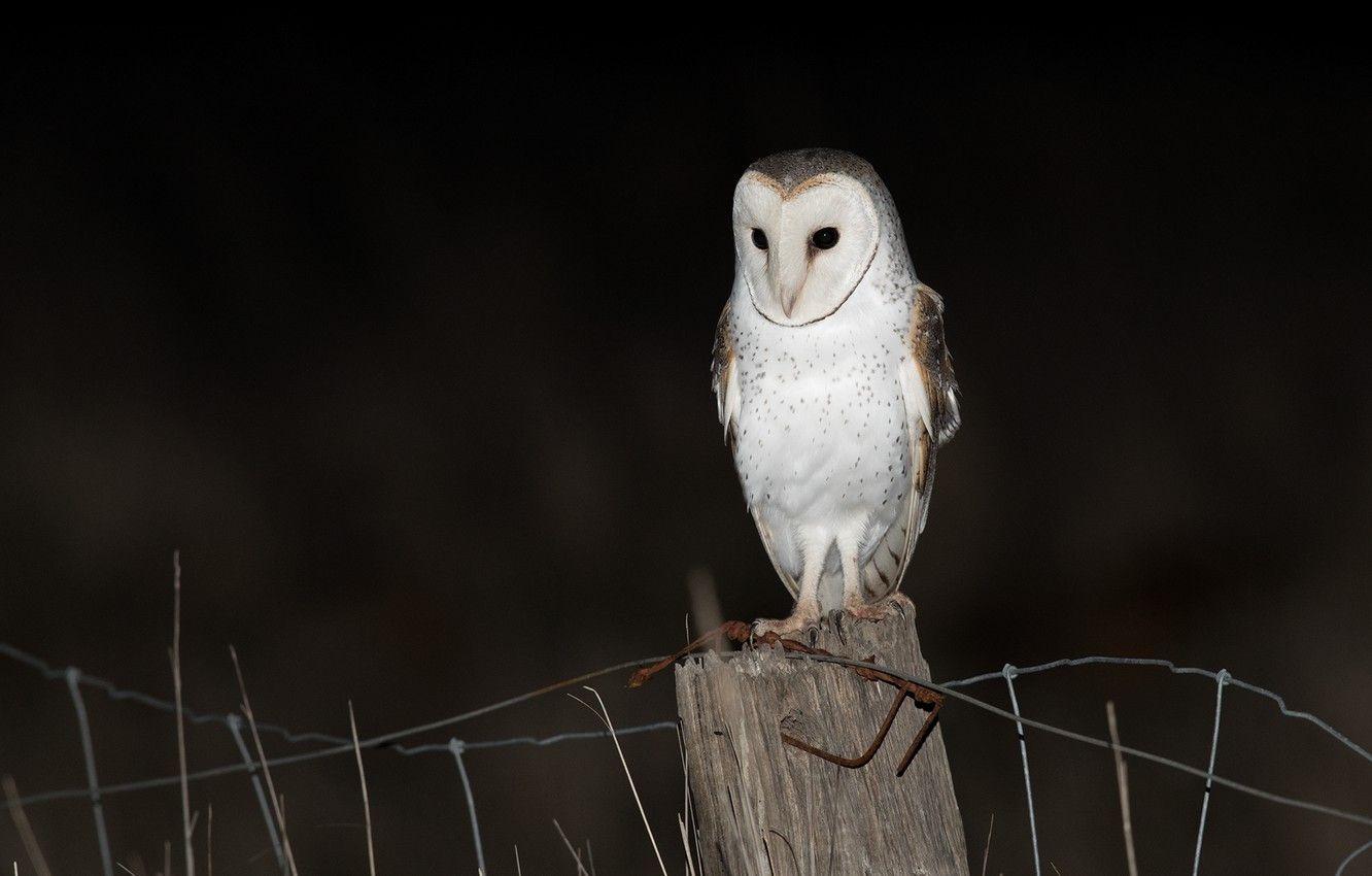 1332x850 Wallpaper look, night, darkness, the dark background, owl, bird, the fence, wire, post, black background, the barn owl image for desktop, section животные