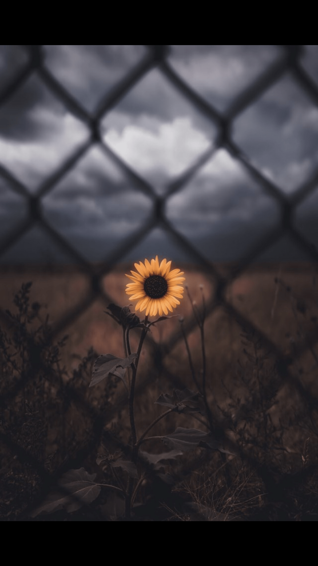 1242x2208 Dark wallpaper. Beautiful wallpaper background, Sunflower wallpaper, Sunflower iphone wallpaper
