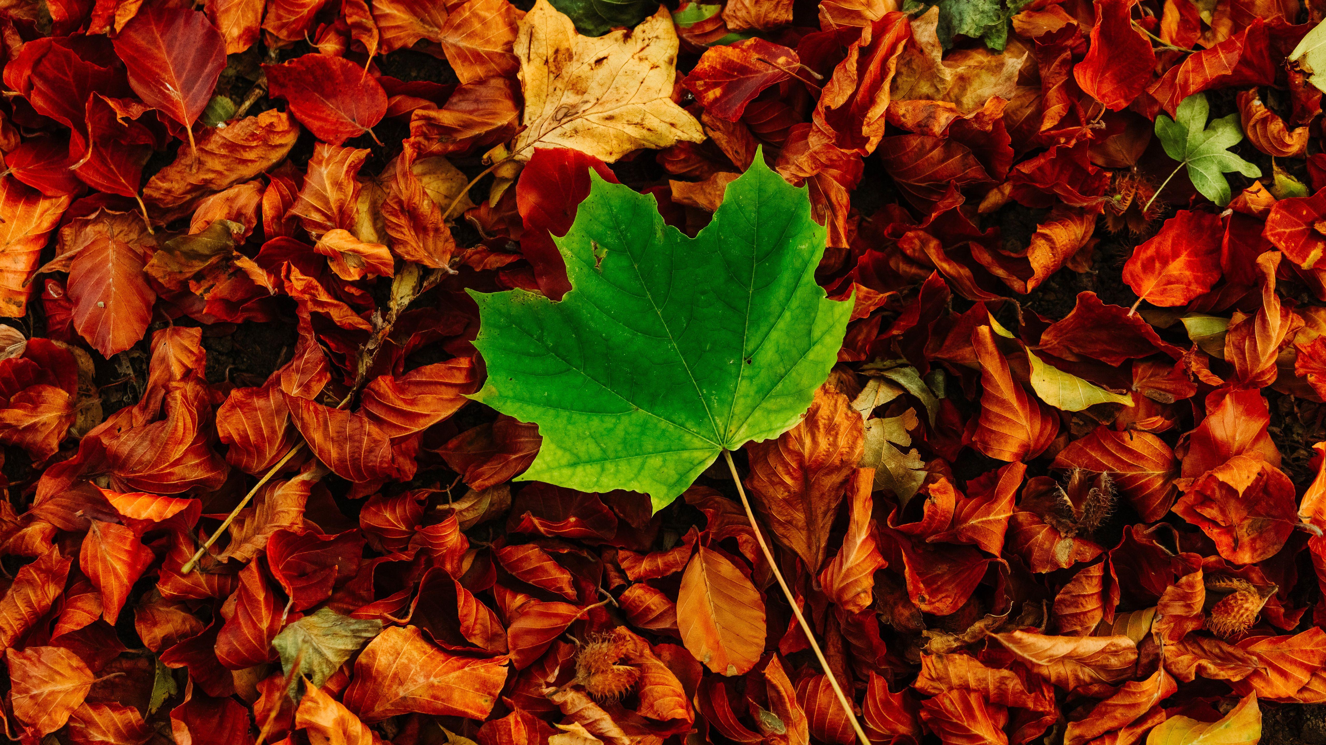 5120x2880 Autumn Leaves 5K Wallpaper