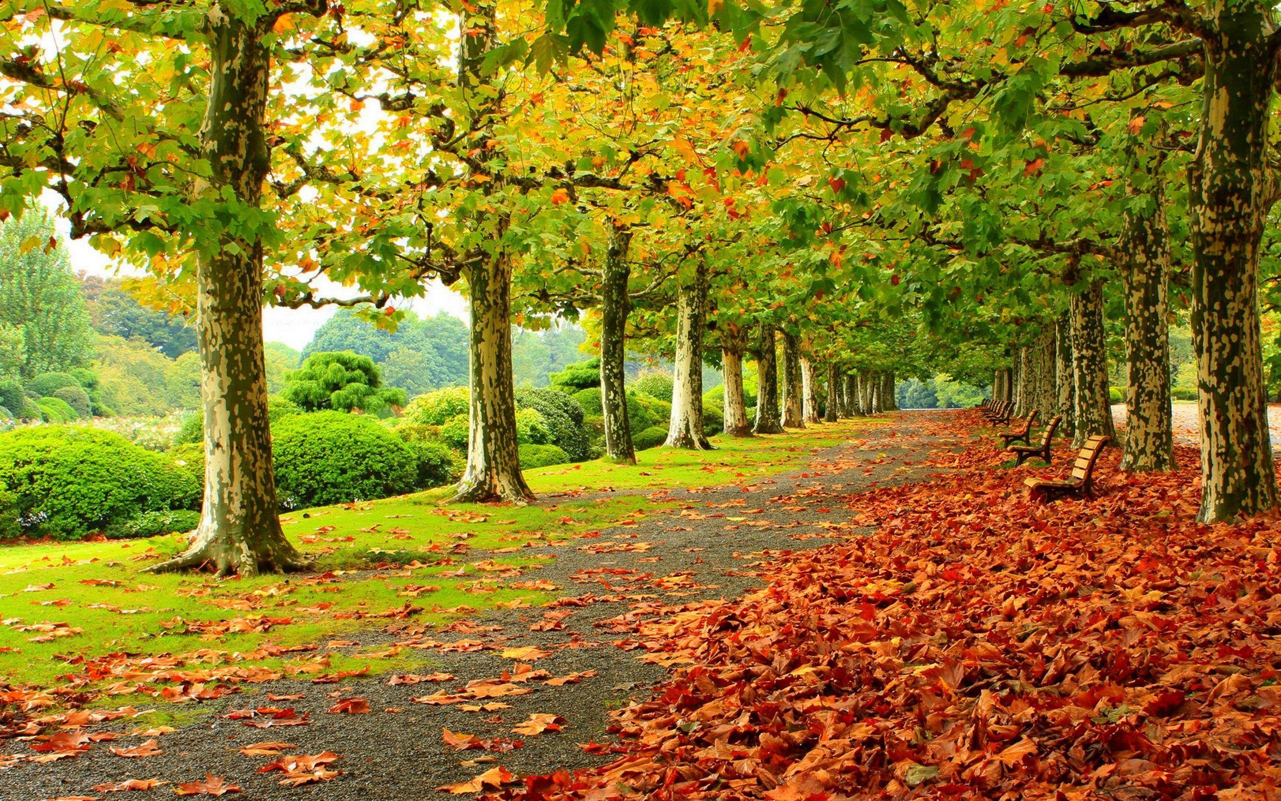 Green Autumn Wallpapers - Top Free Green Autumn Backgrounds 