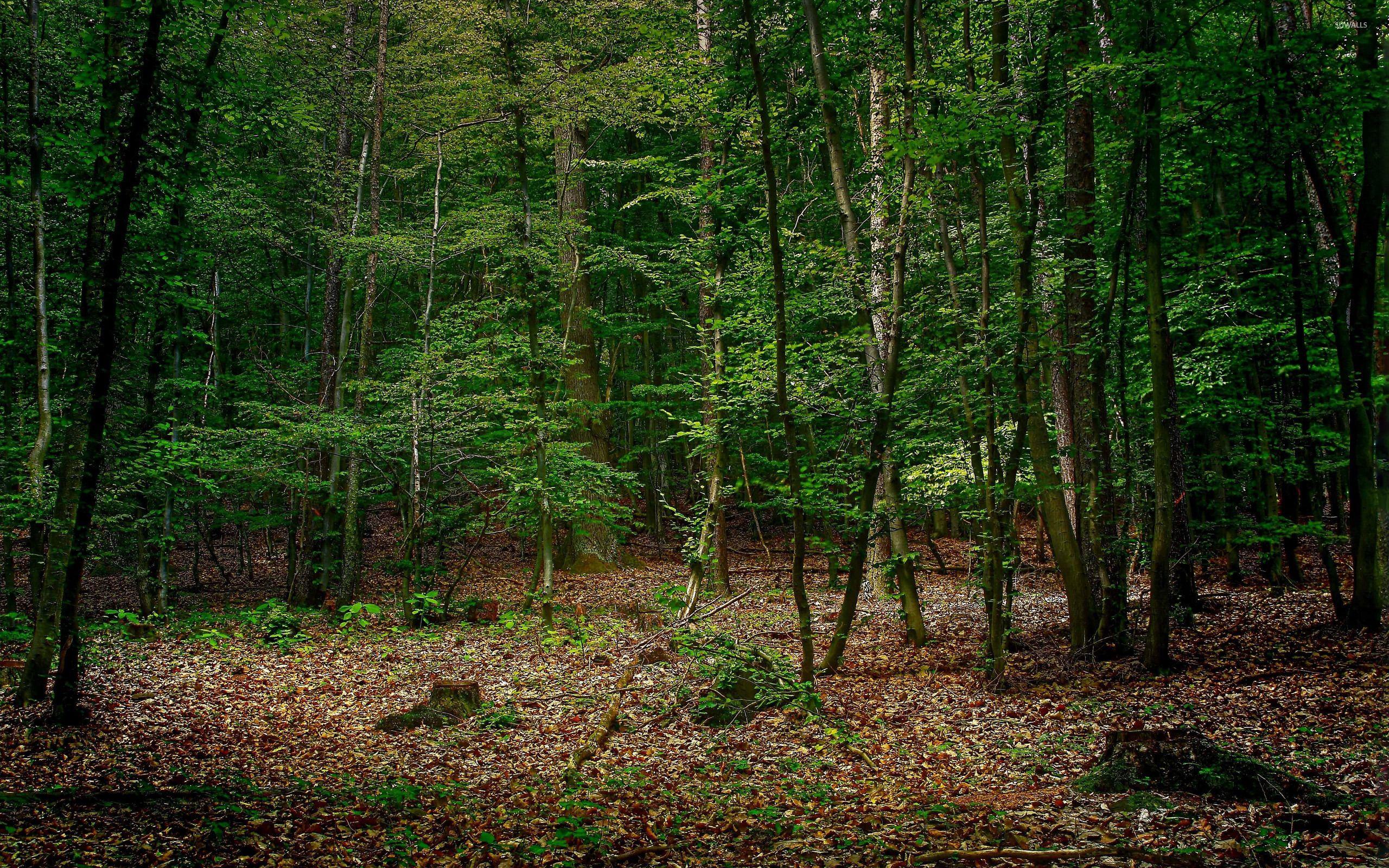 Green Autumn Wallpapers - Top Free Green Autumn Backgrounds ...