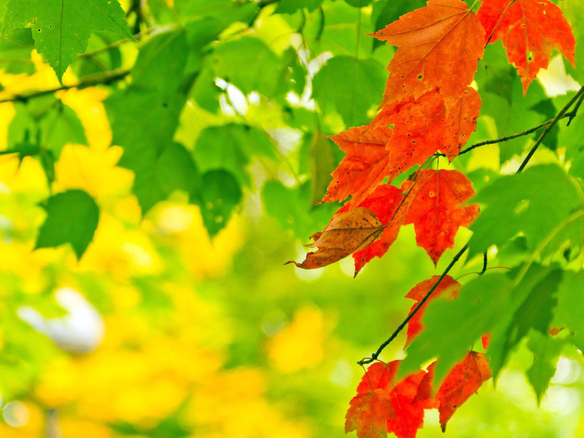Green Autumn Wallpapers Top Free Green Autumn Backgrounds