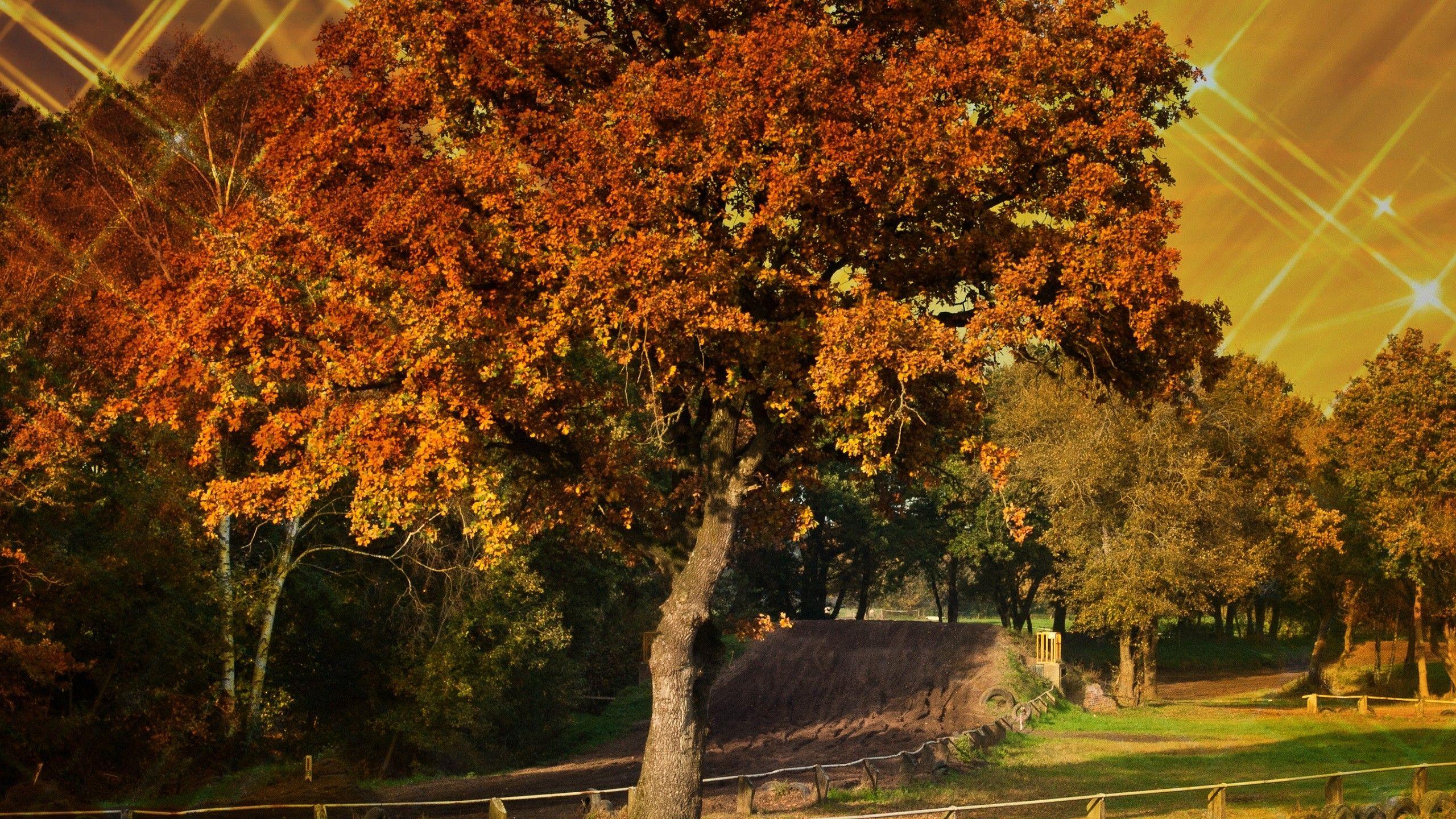 Green Autumn Wallpapers Top Free Green Autumn Backgrounds