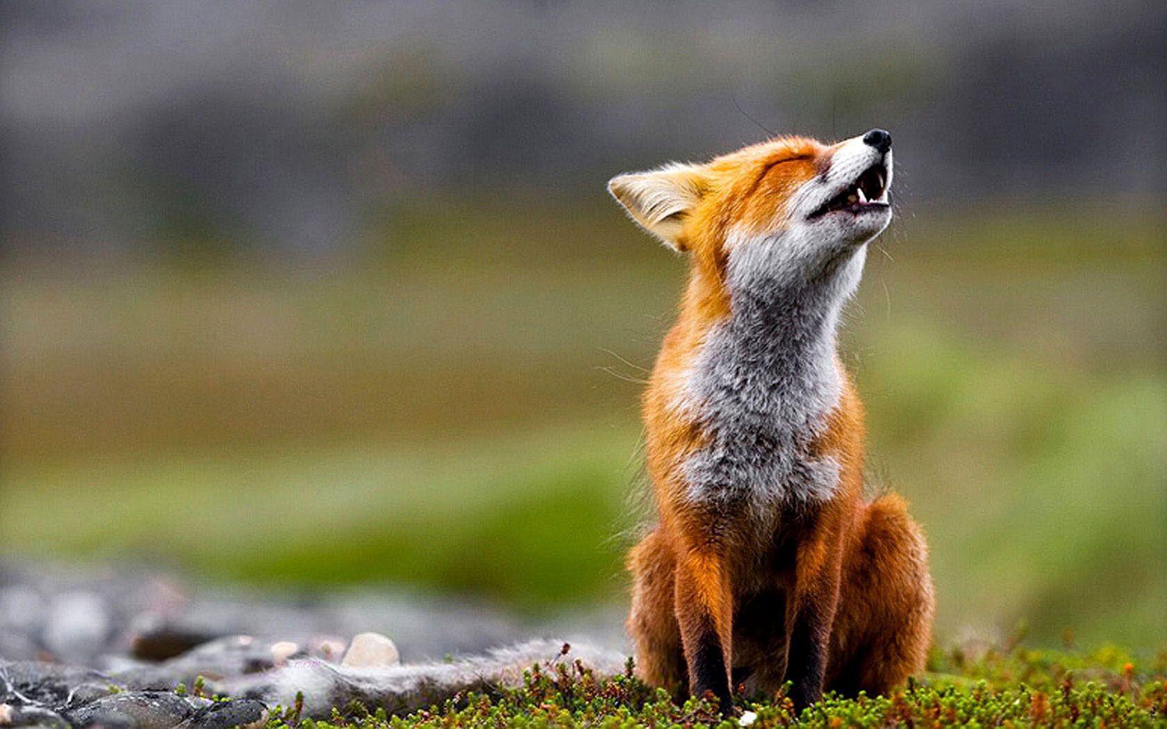 Fox Animal Desktop Wallpapers - Top Free Fox Animal Desktop Backgrounds -  WallpaperAccess