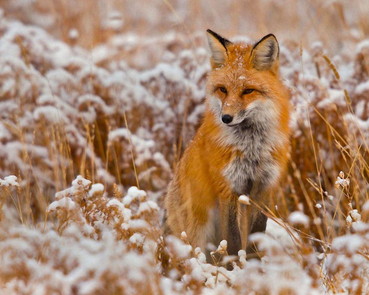 1280x1024 Red Fox Wallpaper Animal Spot