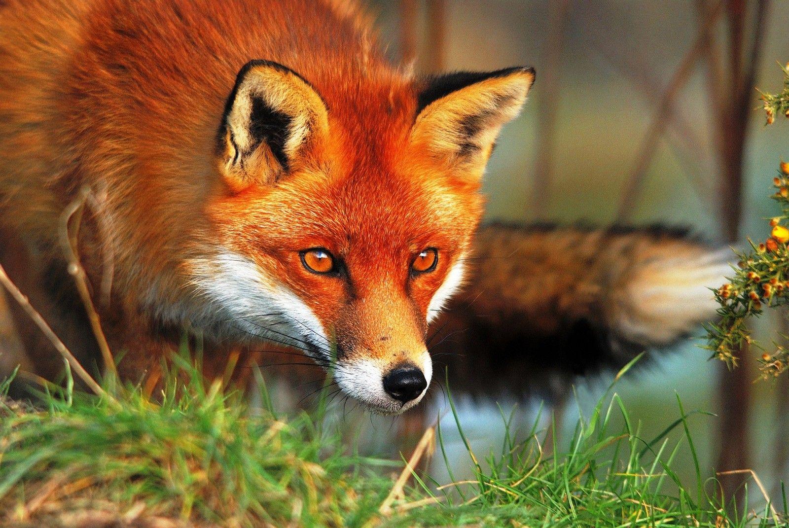 1600x1071 Computer Wallpaper, Desktop Background Fox Animal, 554.62 KB