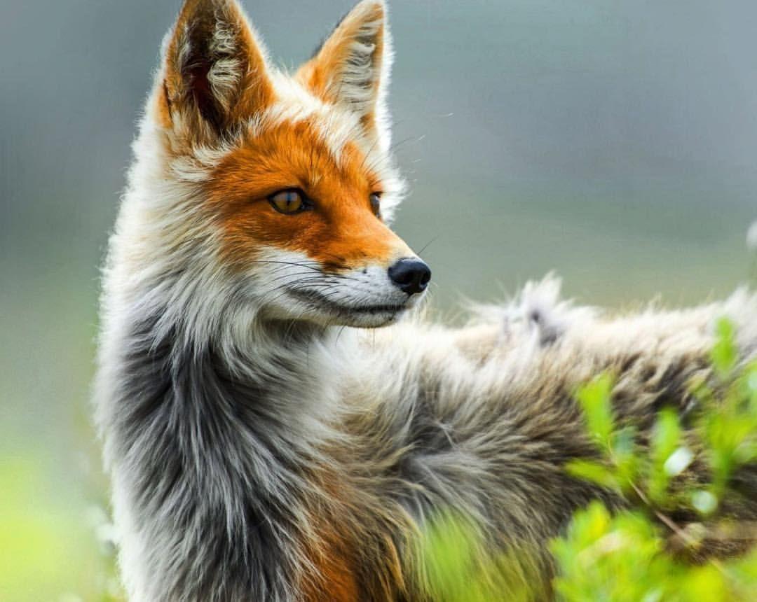 1080x860 Awesome Beautiful Fox Animal Desktop Wallpaper Collection