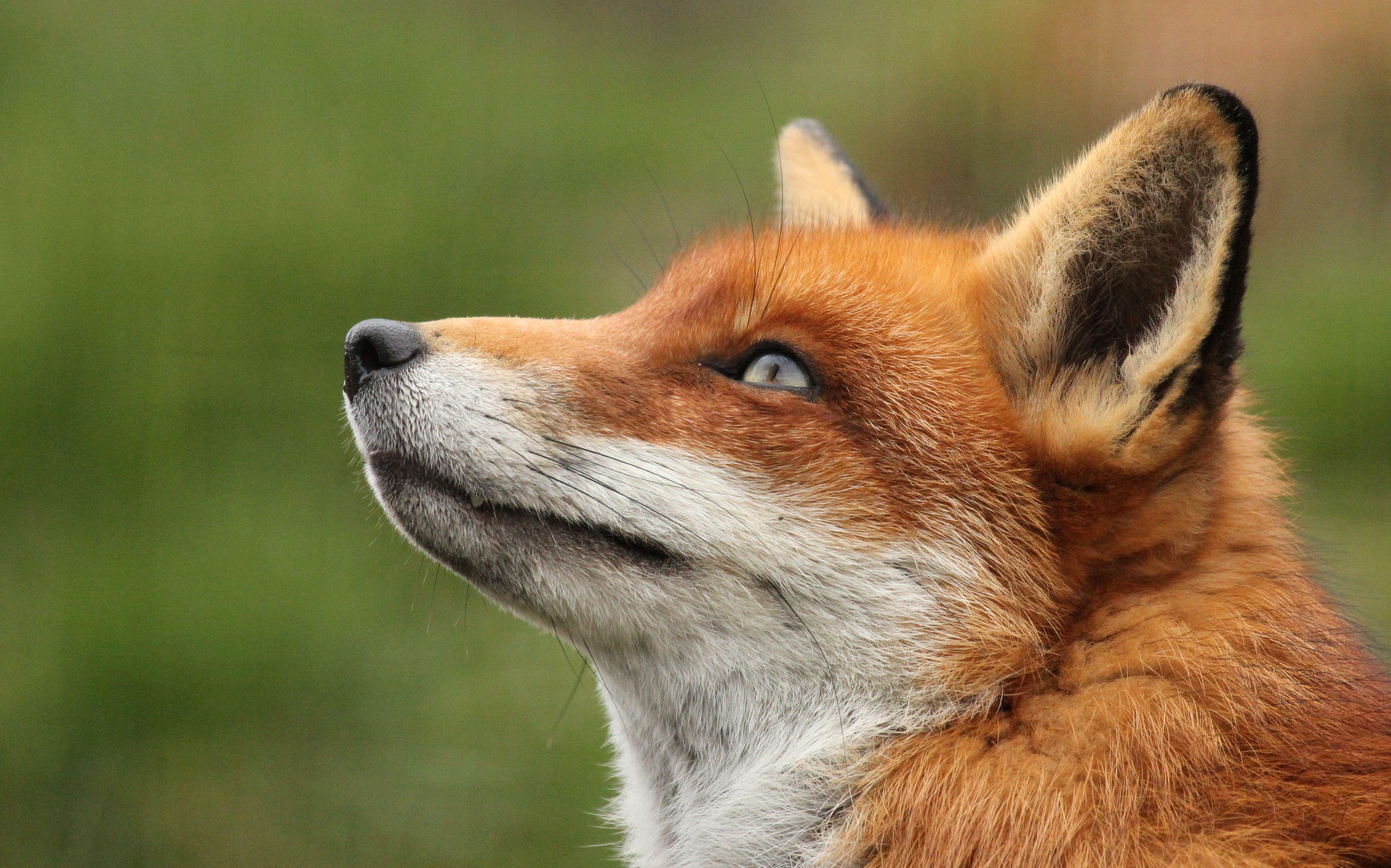 4947x3090 Fox 4k Ultra HD Wallpaper and Background Imagex3090