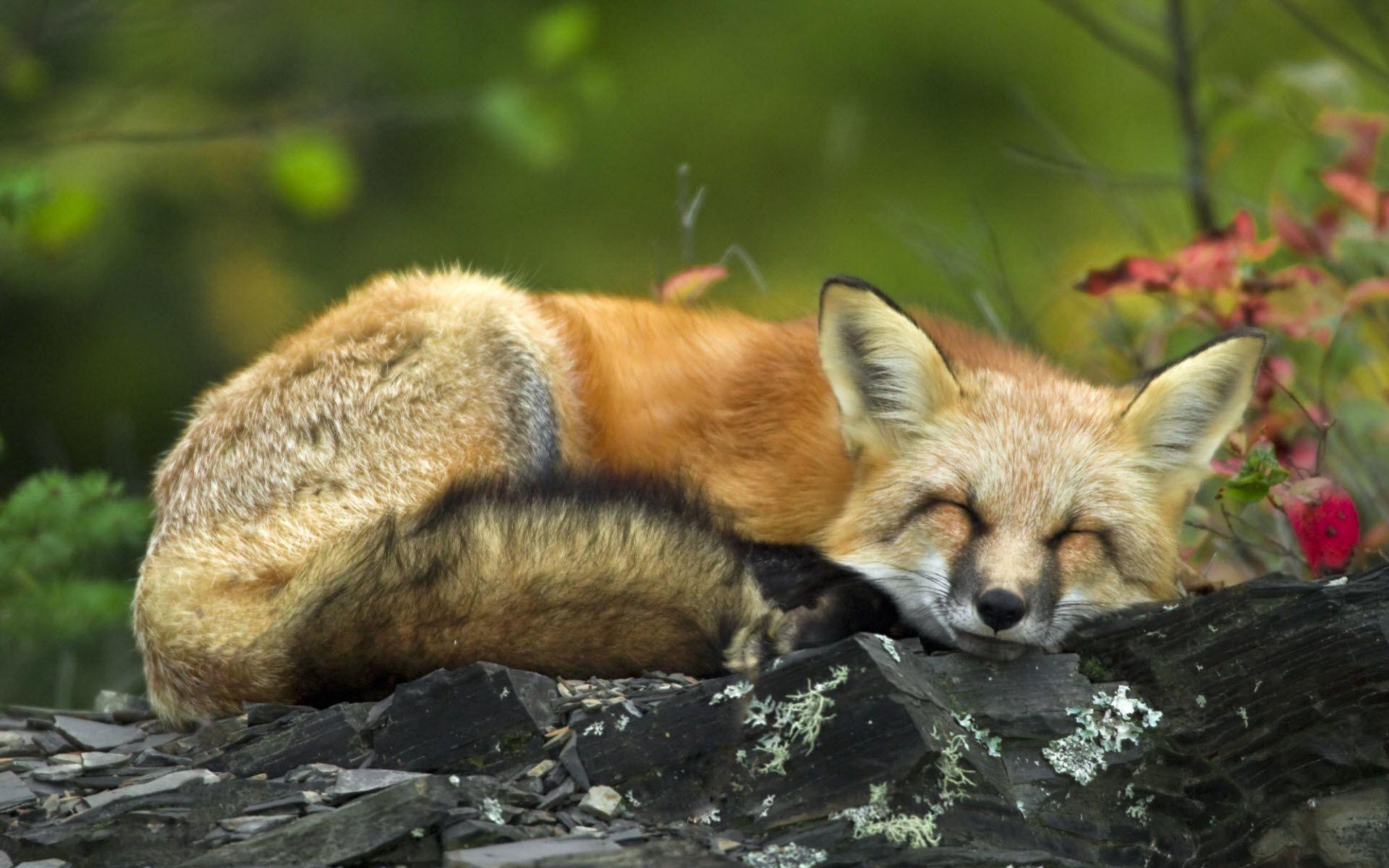 1920x1200 Sleeping Red Fox Wallpaper