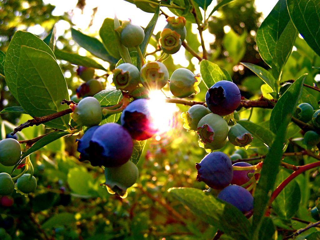 1024x768 How to Plant an Edible Hedge