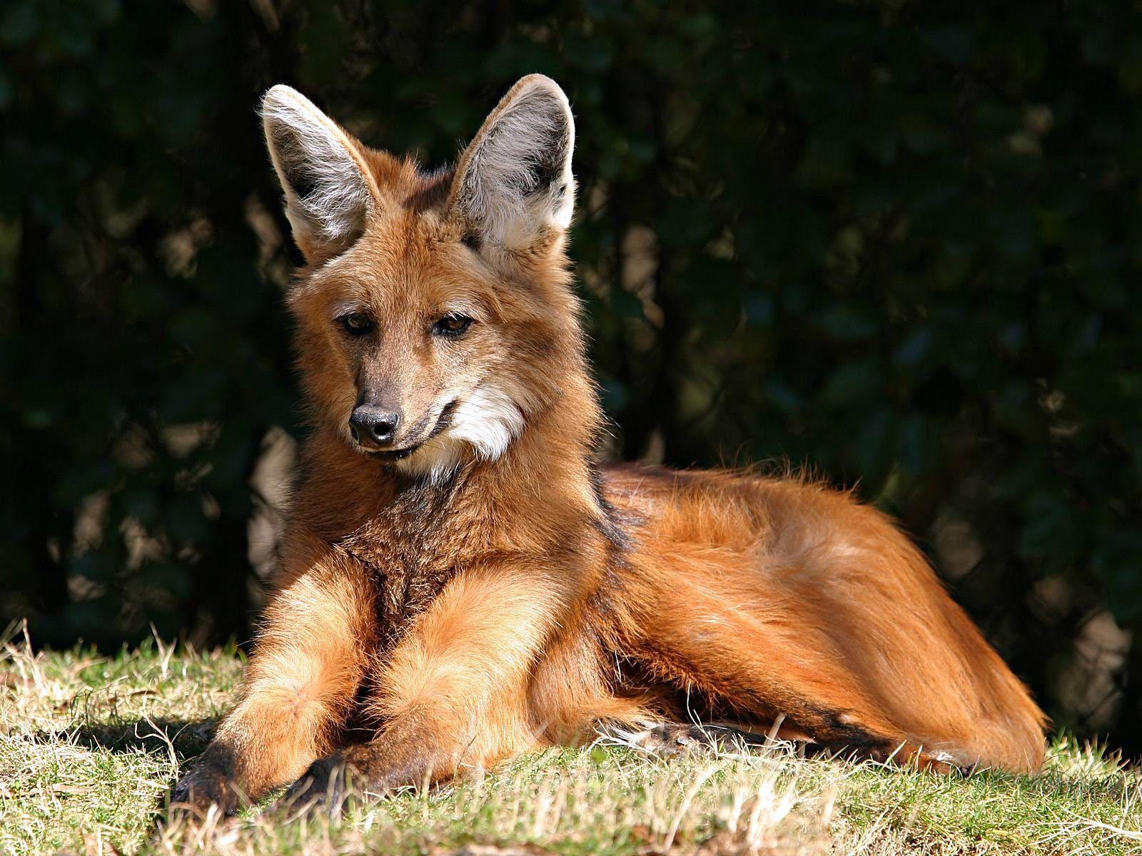 1600x1200 Desktop Wallpaper · Gallery · Animals · Red fox Canada, Alaska