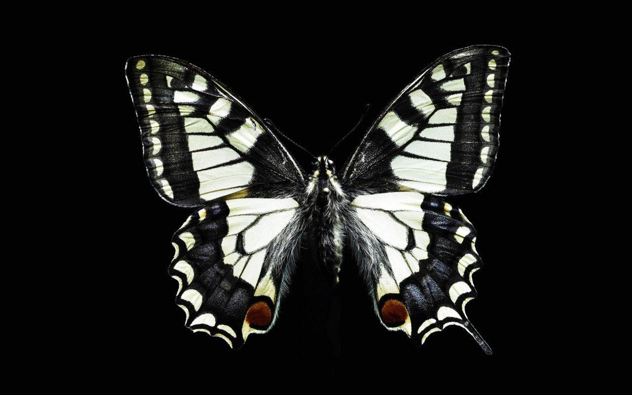 Black Colour  Butterfly  Black Butterfly Wallpaper Download  MobCup
