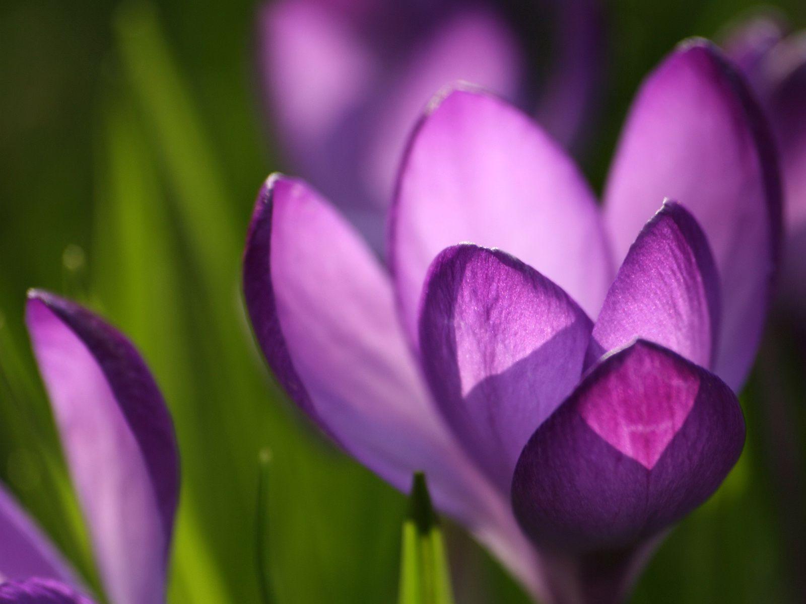 Spring Wallpapers - Top Free Spring Backgrounds - WallpaperAccess
