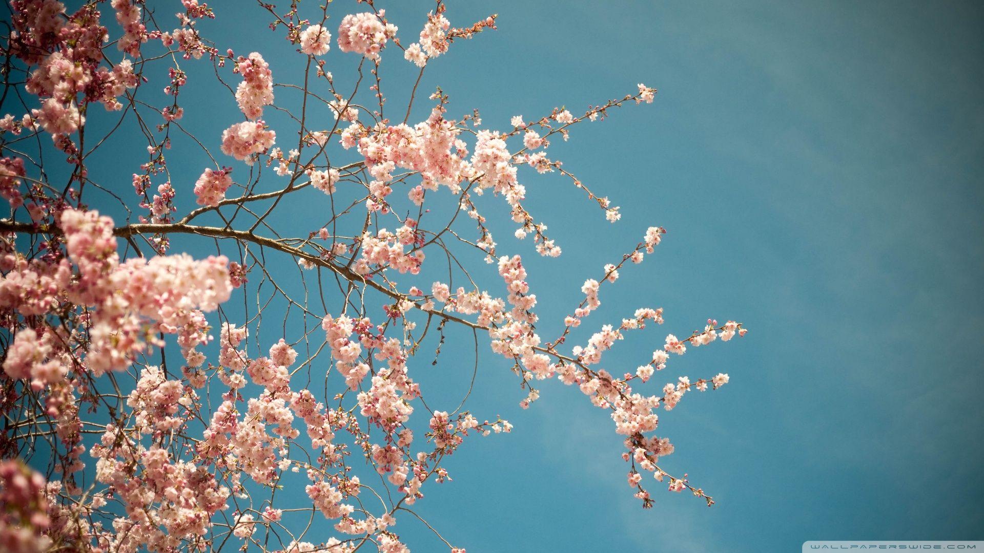 1920x1080 Blossom Tree, Spring ❤ 4K HD Desktop Wallpaper for 4K Ultra HD TV