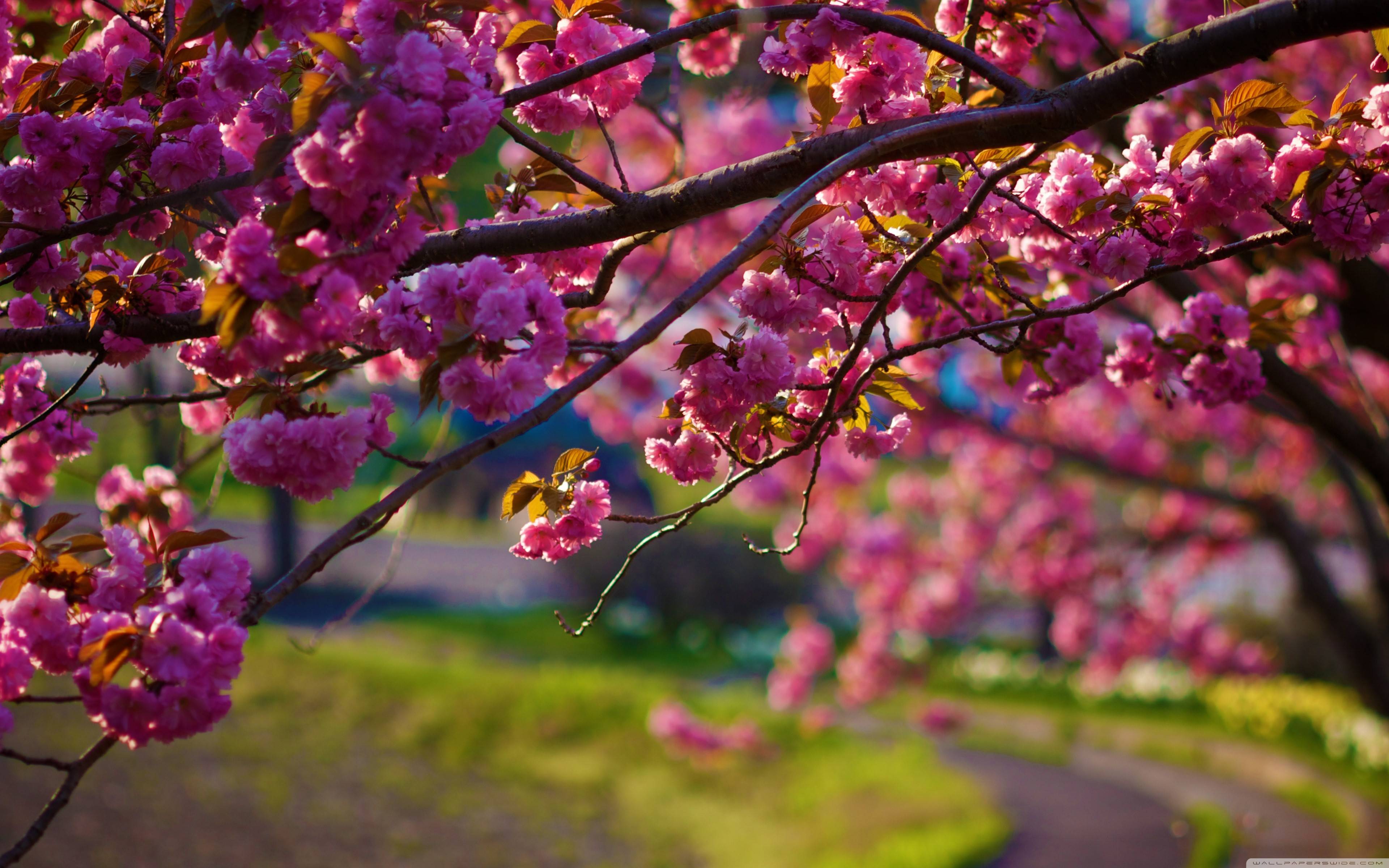 Spring HD Desktop Wallpapers - Top Free Spring HD Desktop Backgrounds