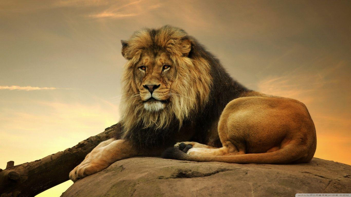 1366x768 Big Lion On Stone Ultra HD Desktop Background Wallpaper for 4K UHD TV : Multi Display, Dual Monitor : Tablet