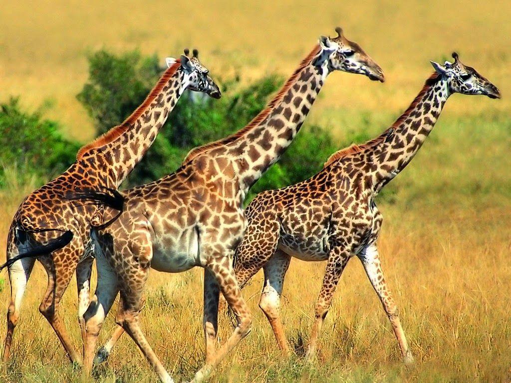 1024x768 My Online Mela: Free Animal Wallpaper Desktop Download. Pet Animals & Wild Life Photo