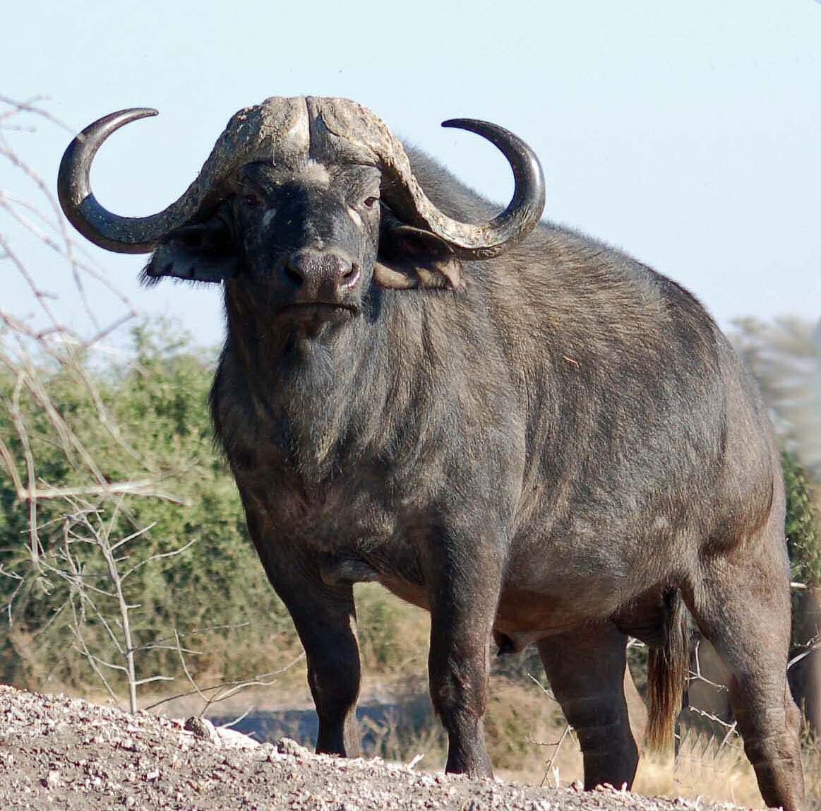 1163x1148 Buffalo Wallpaper
