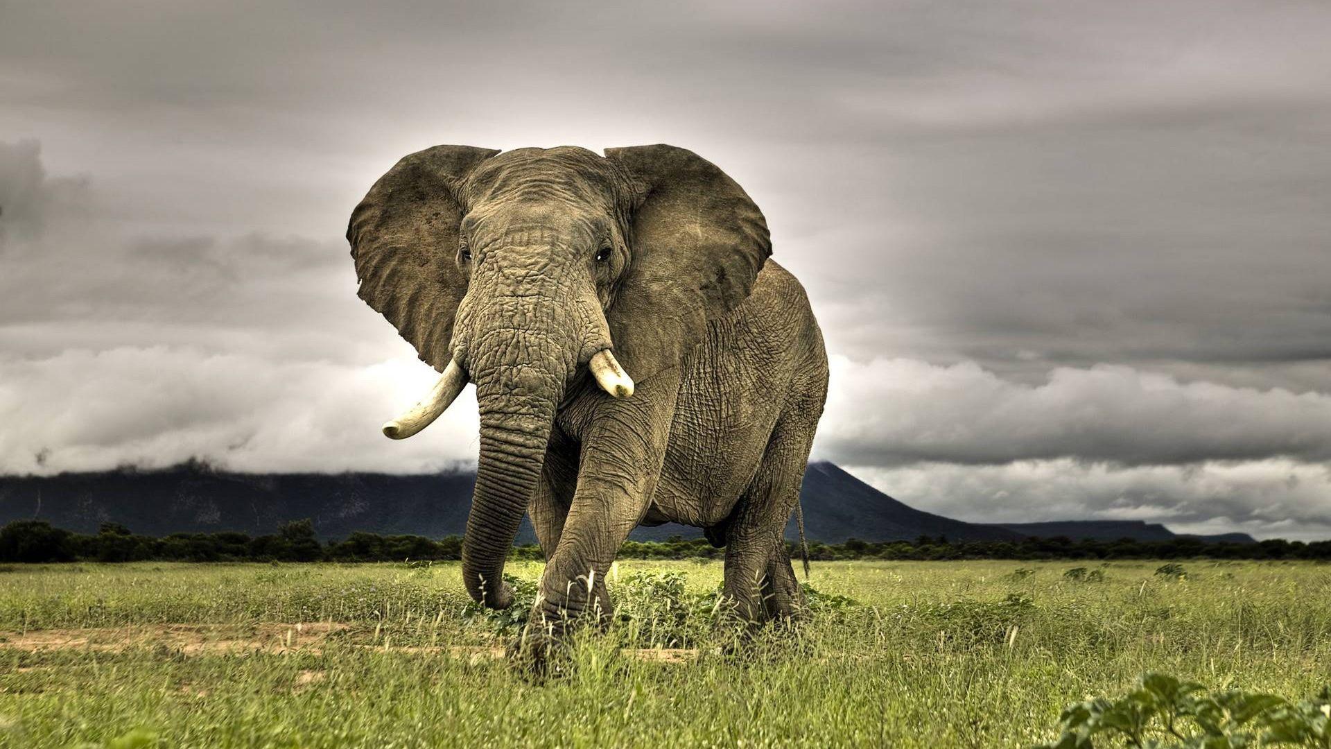 1920x1080 Elephant Wallpaper Elephants Animals Wallpaper in jpg format for free download