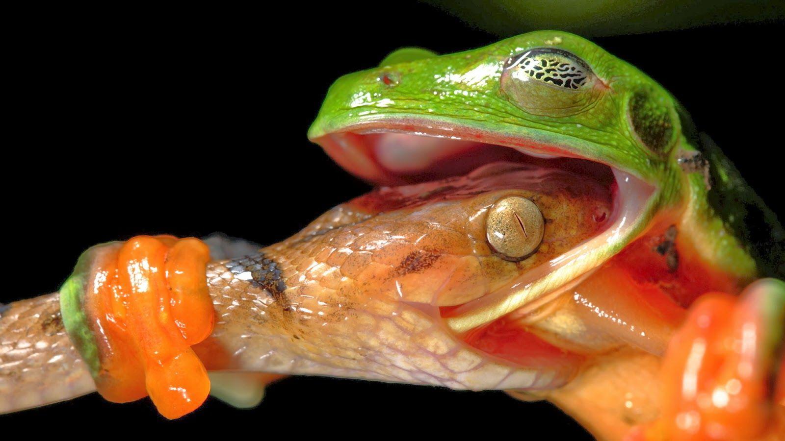 1600x900 HD Wallpaper Blog: World Best Dangerous Snake HD Wallpaper