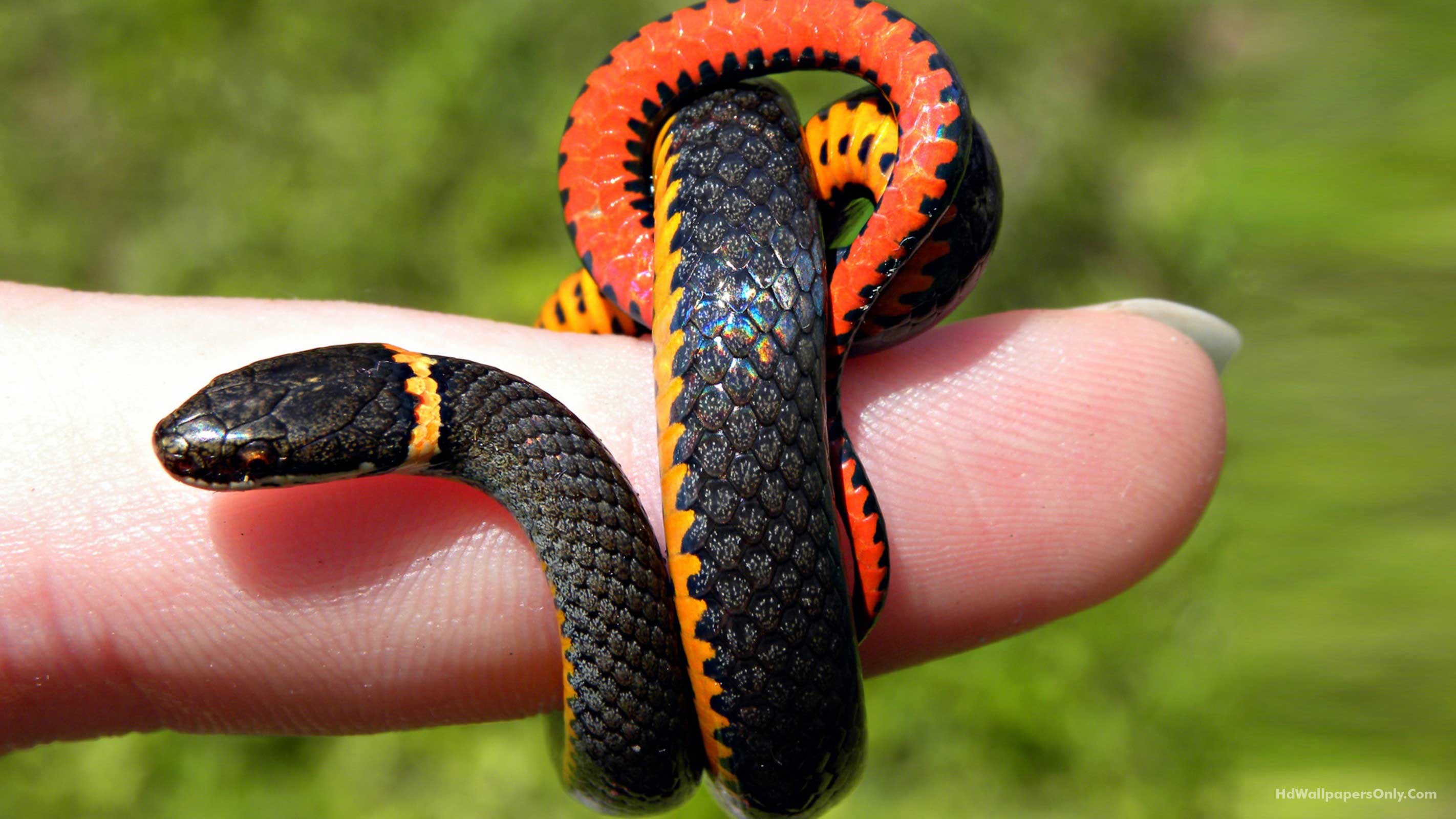 2844x1600 Desktop snake HD wallpaper 1080p download
