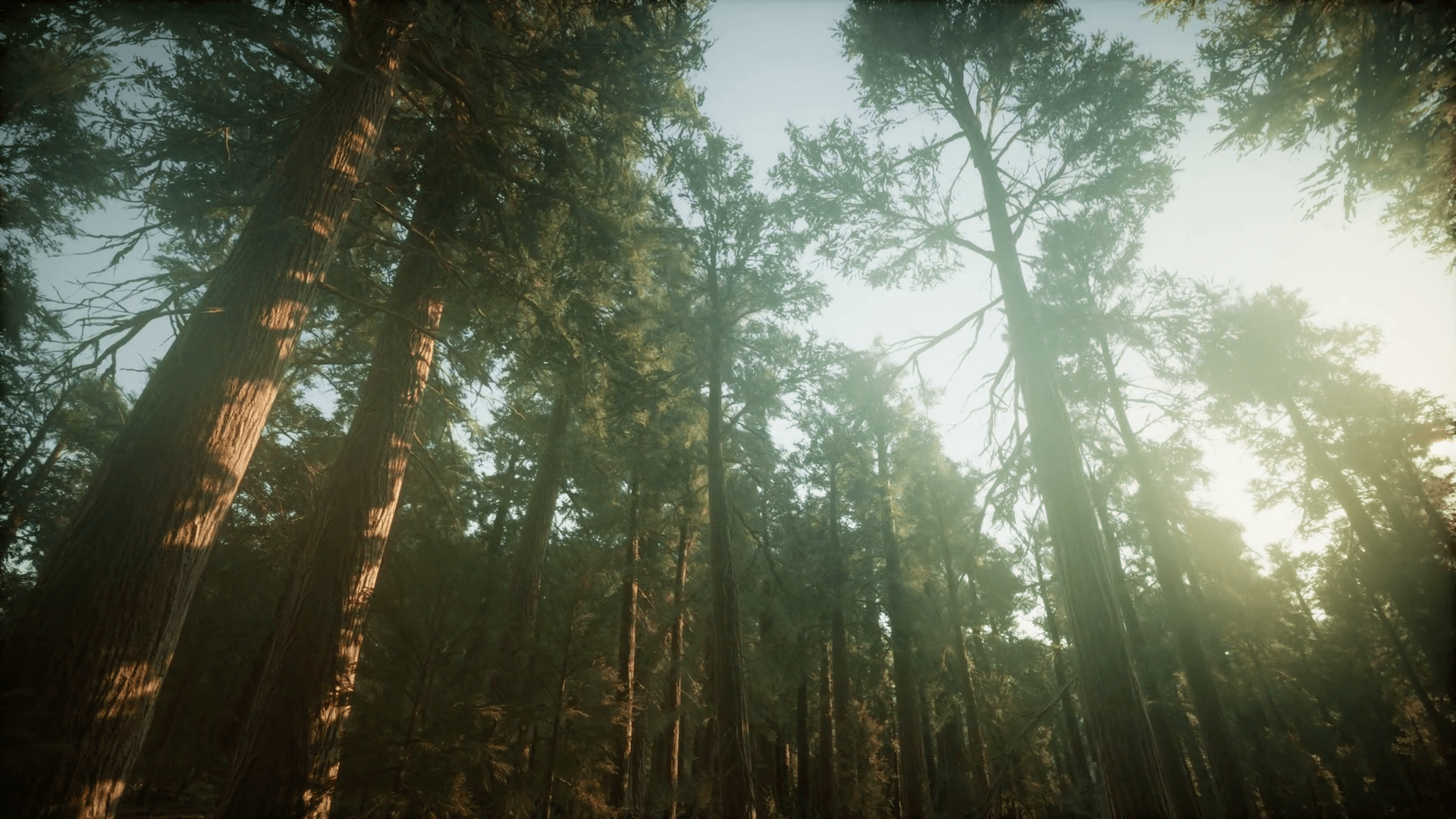 1920x1080 Redwood Forest Foggy Sunset Scenery Motion Background