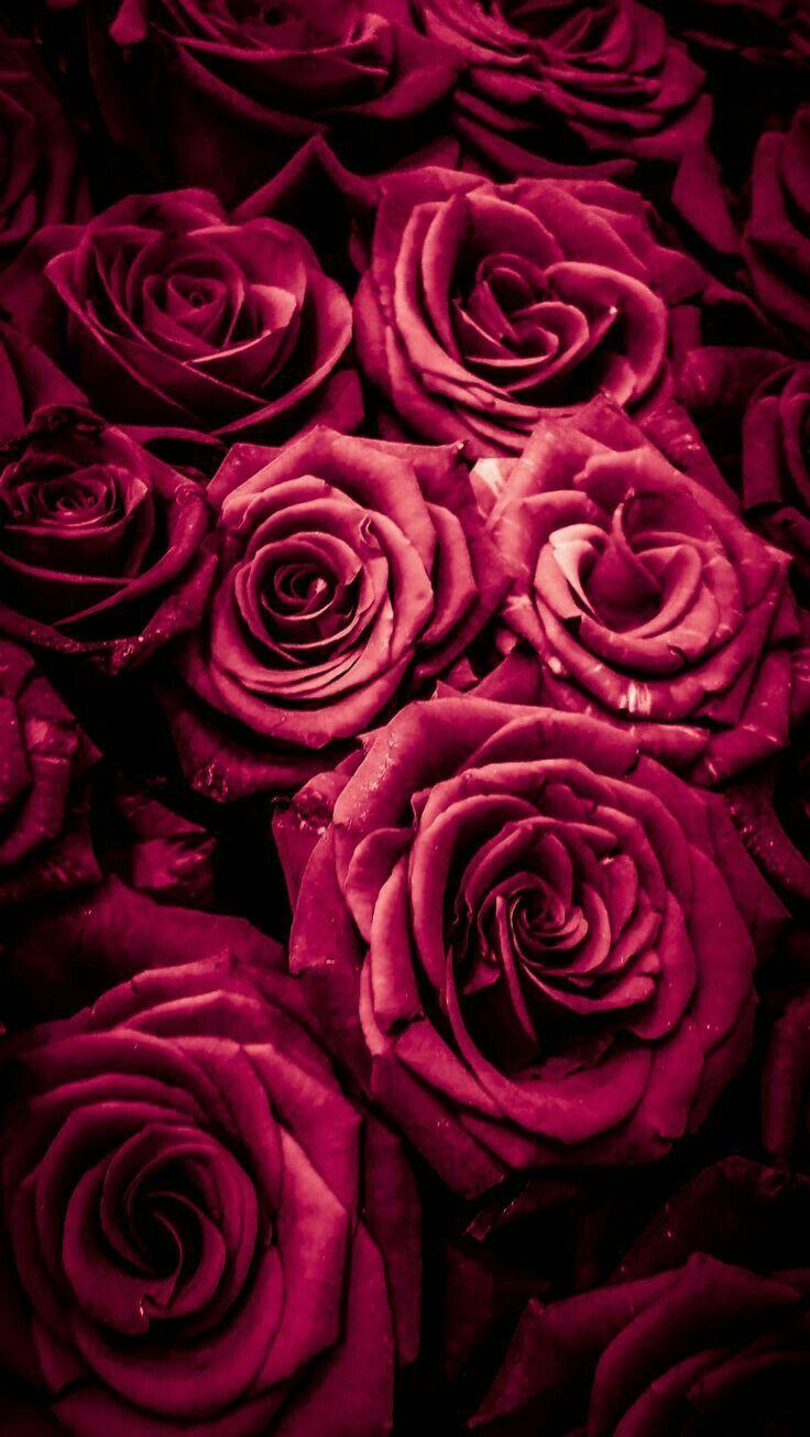 Burgundy Flower Background | PixLith