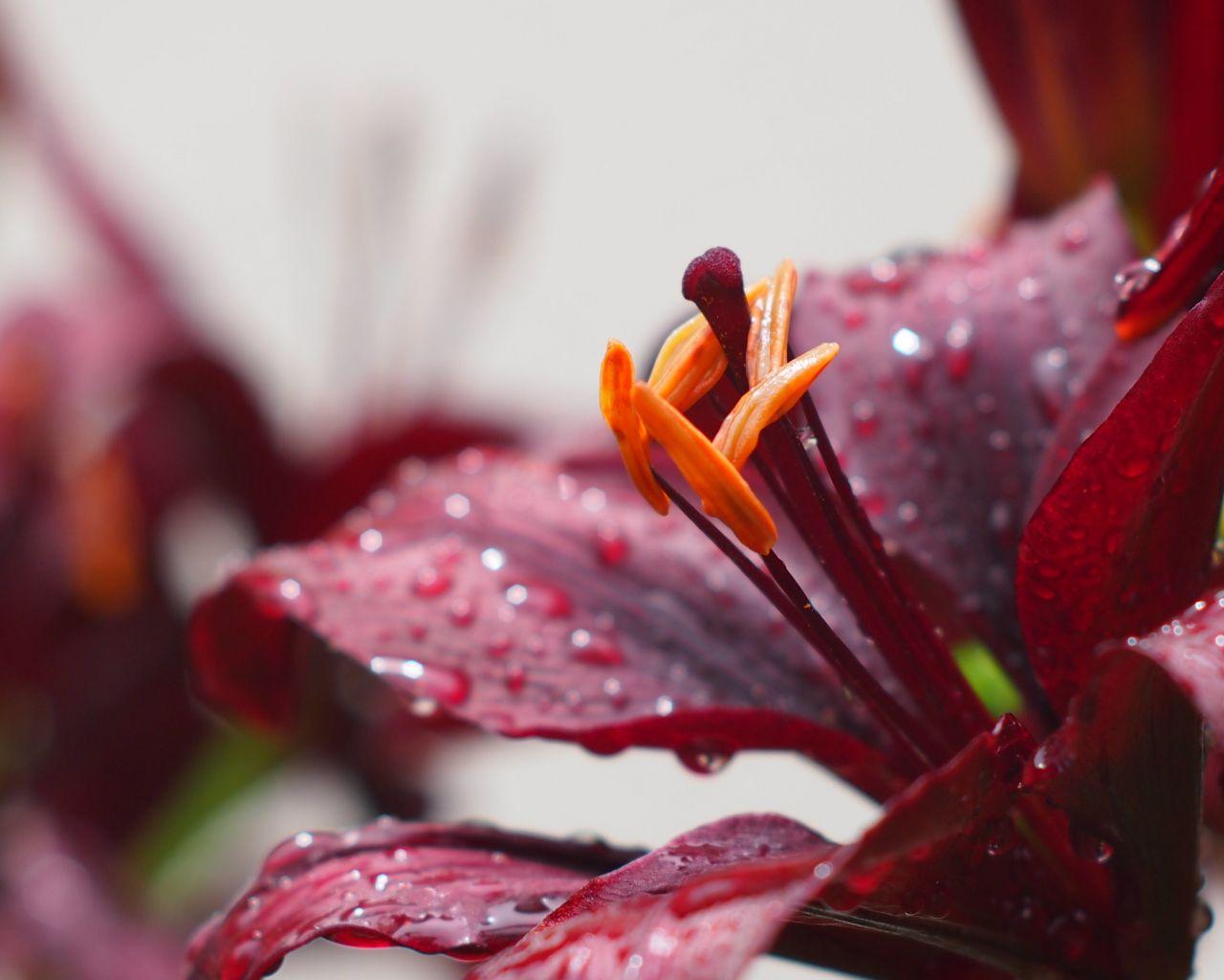 1280x1024 Free download Burgundy Flowers and Rain Drops [3840x2160] for your Desktop, Mobile & Tablet. Explore Burgundy Floral Wallpaper. Burgundy Floral Wallpaper, Burgundy Wallpaper, Burgundy Flower Wallpaper