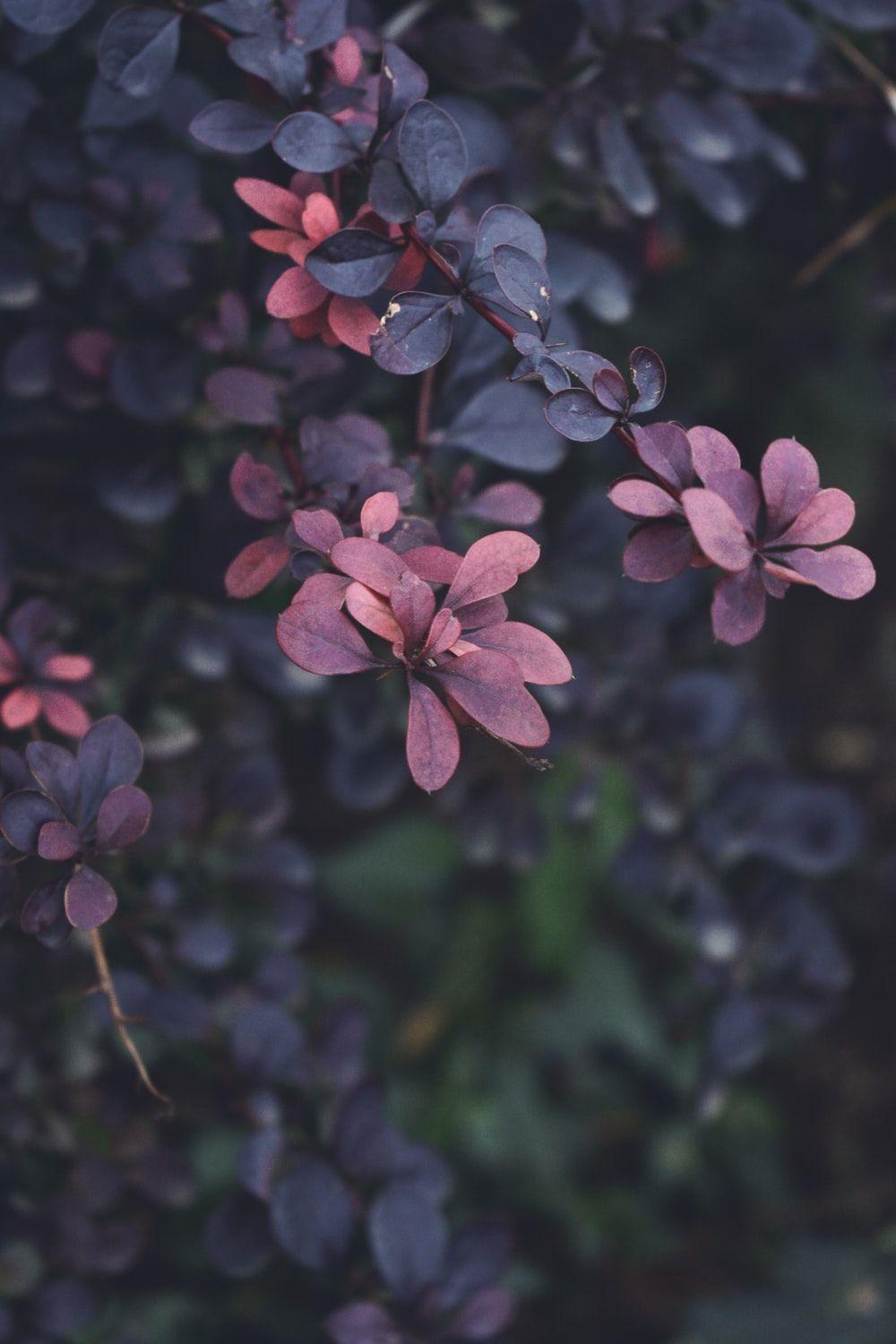 1000x1500 Burgundy Flower Picture. Download Free Image