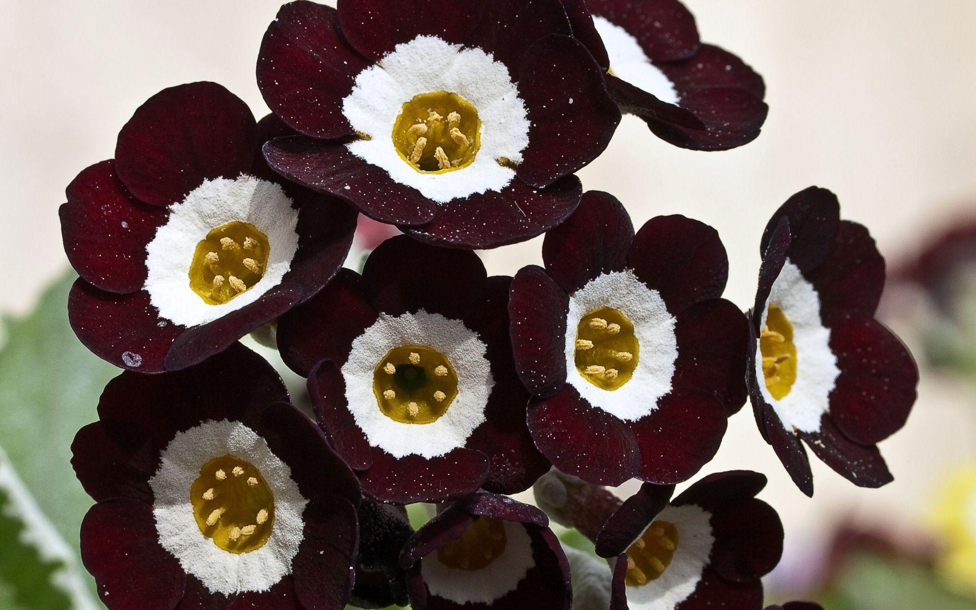 1920x1200 Free download Burgundy flowers wallpaper 21897 [1920x1200] for your Desktop, Mobile & Tablet. Explore Burgundy Floral Wallpaper. Burgundy Floral Wallpaper, Burgundy Wallpaper, Burgundy Flower Wallpaper