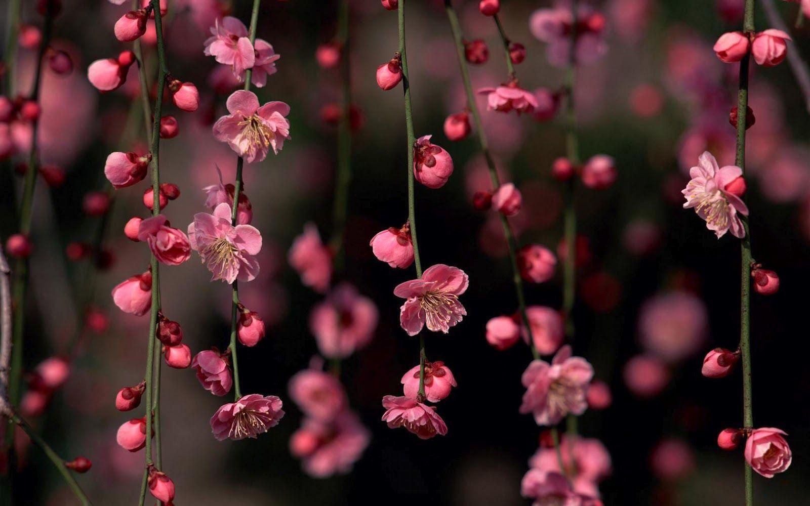 1600x1000 Most beautiful HD wallpaper for desktop