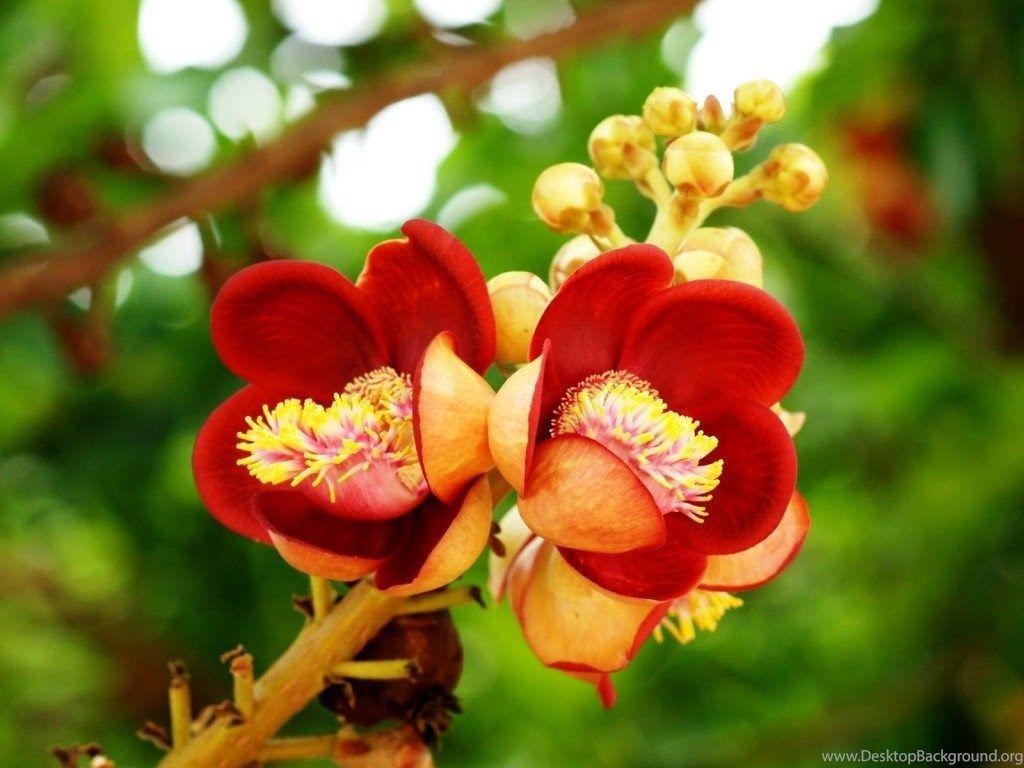 1024x768 Beautiful Flowers Desktop Wallpaper HD Wallpaper Desktop. Desktop Background