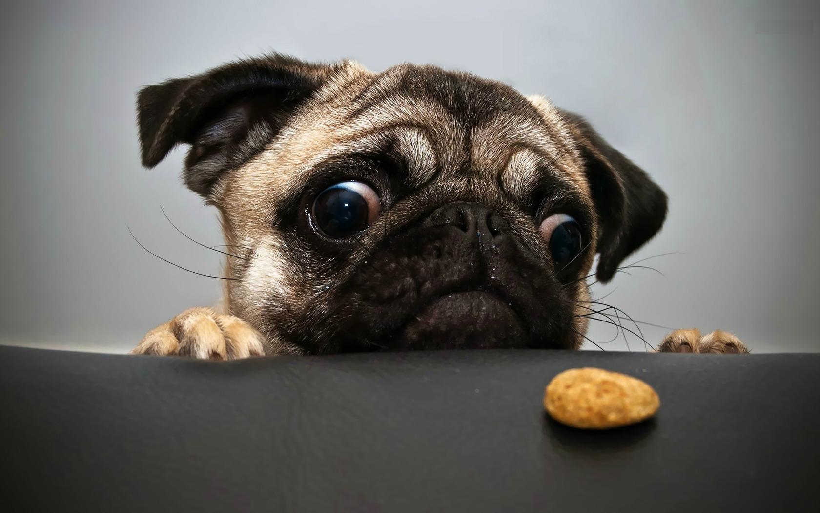 1680x1050 Funny Dog Wallpaper for Desktop