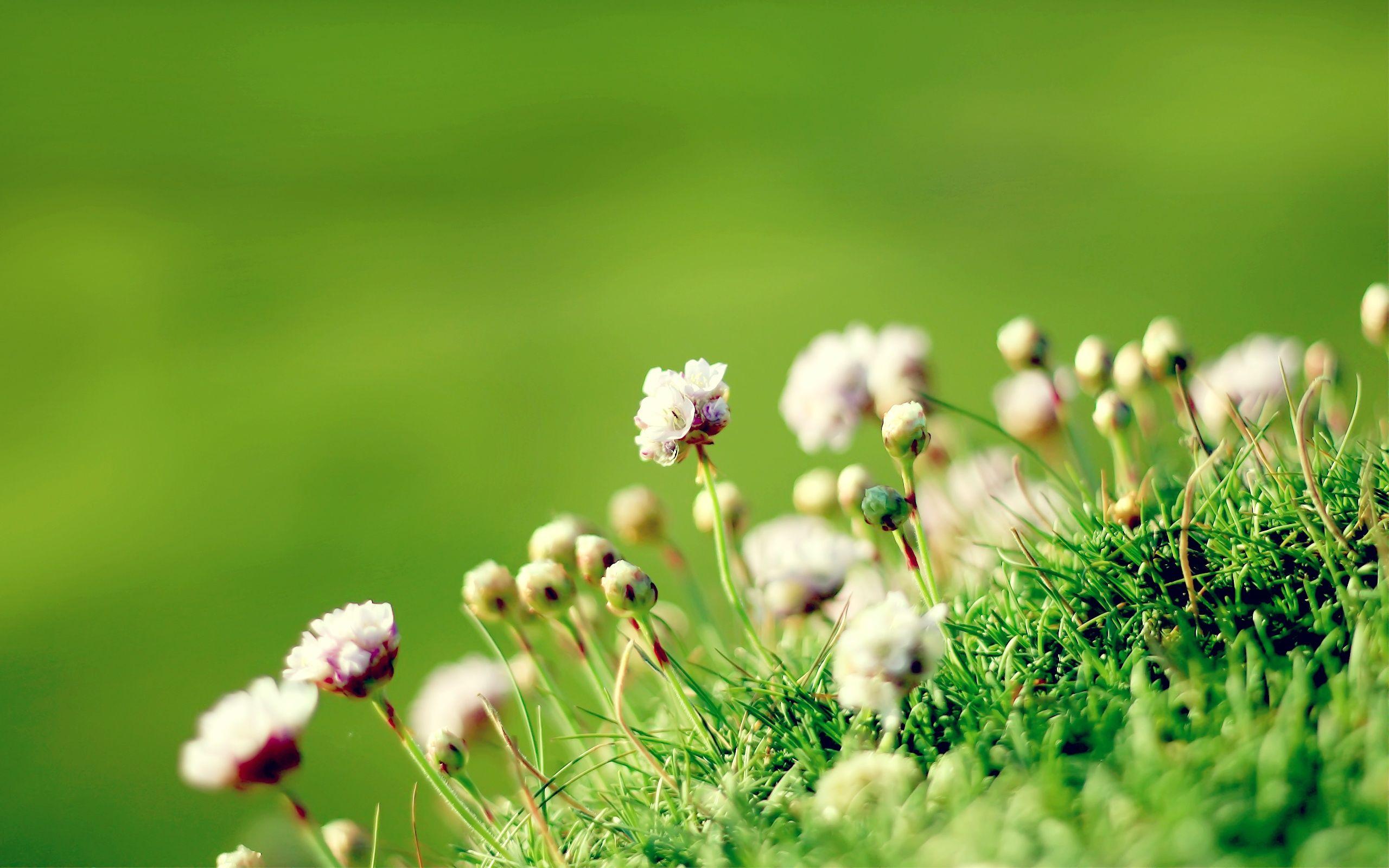2560x1600 flower wallpaper beautiful Desktop Wallpaperk HD