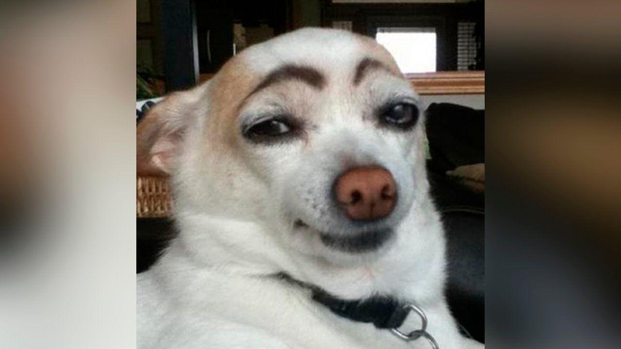 1280x720 Best Funny Dog Picture
